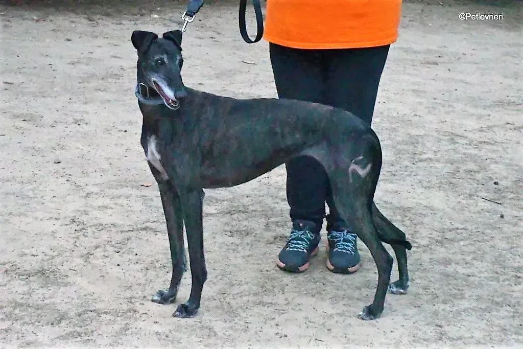 triana adozione levrieri galgo 3 1024x683 1