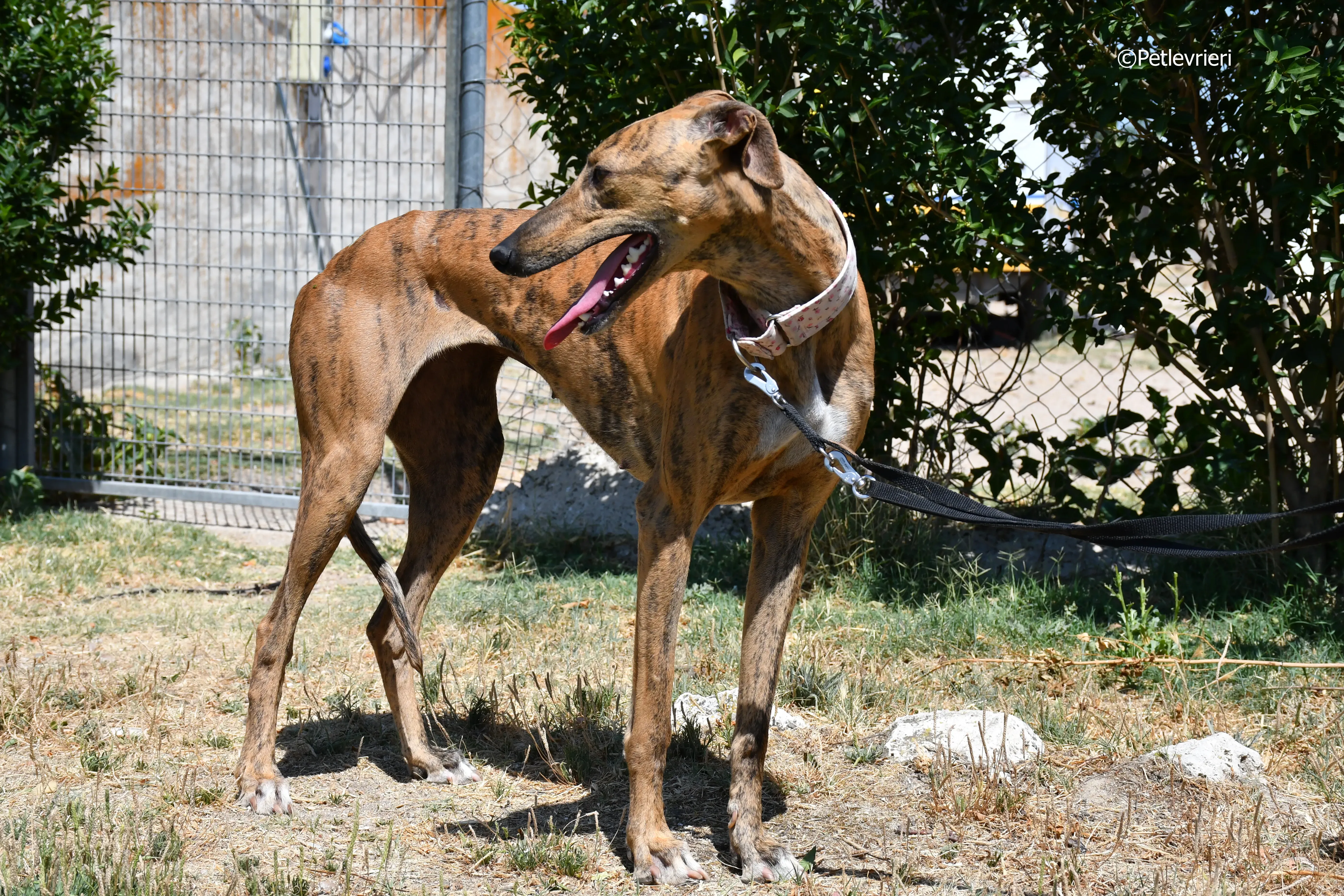 triana adozione levrieri galgo 3