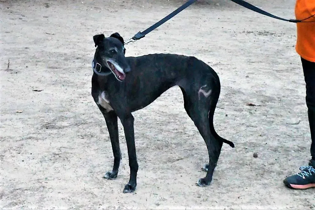 triana adozione levrieri galgo 4 1024x683 1