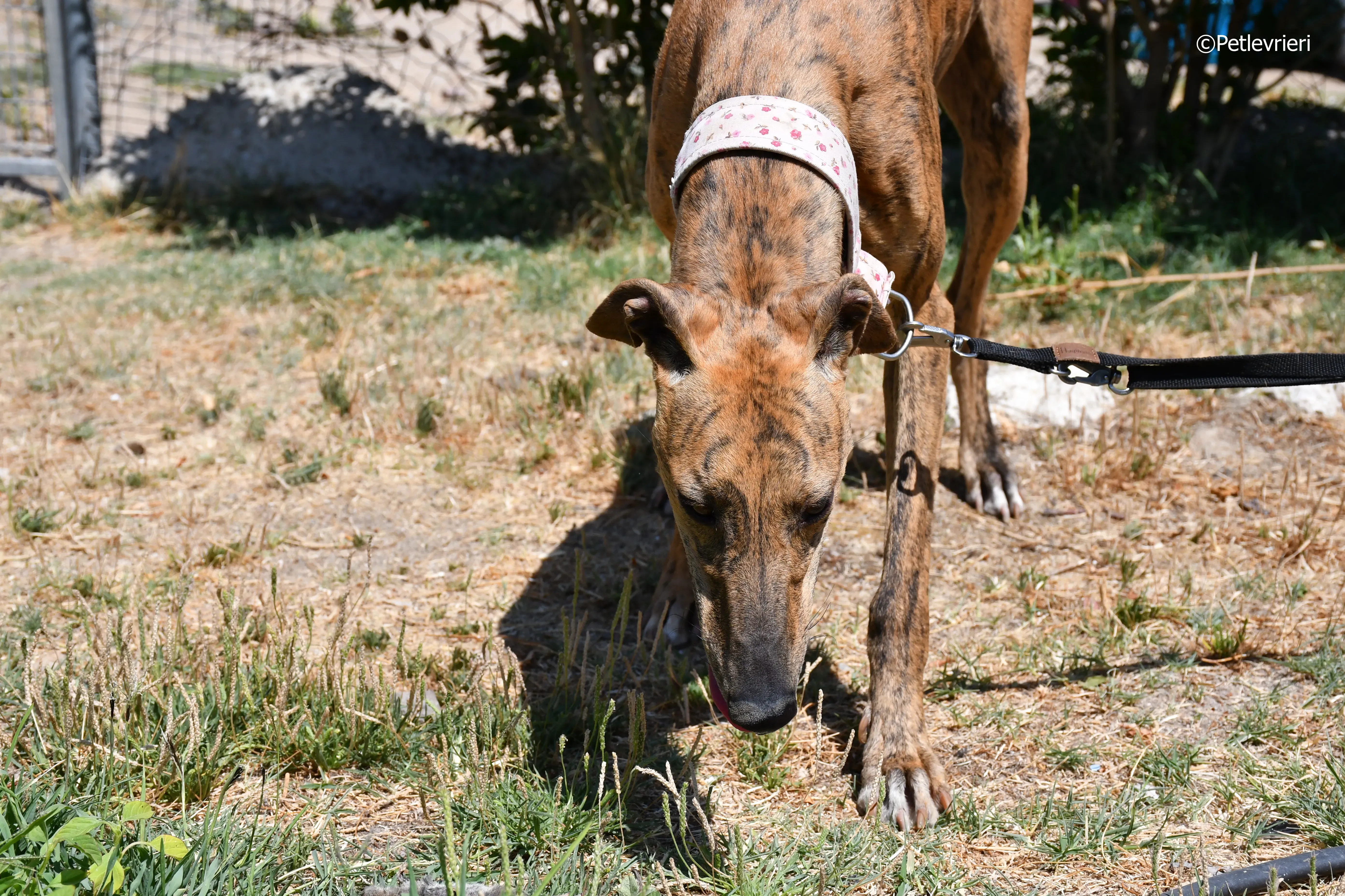 triana adozione levrieri galgo 4
