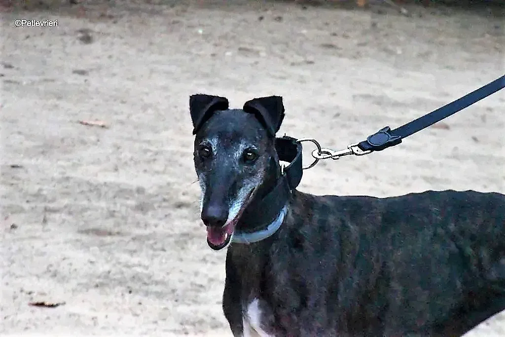 triana adozione levrieri galgo 5 1024x683 1