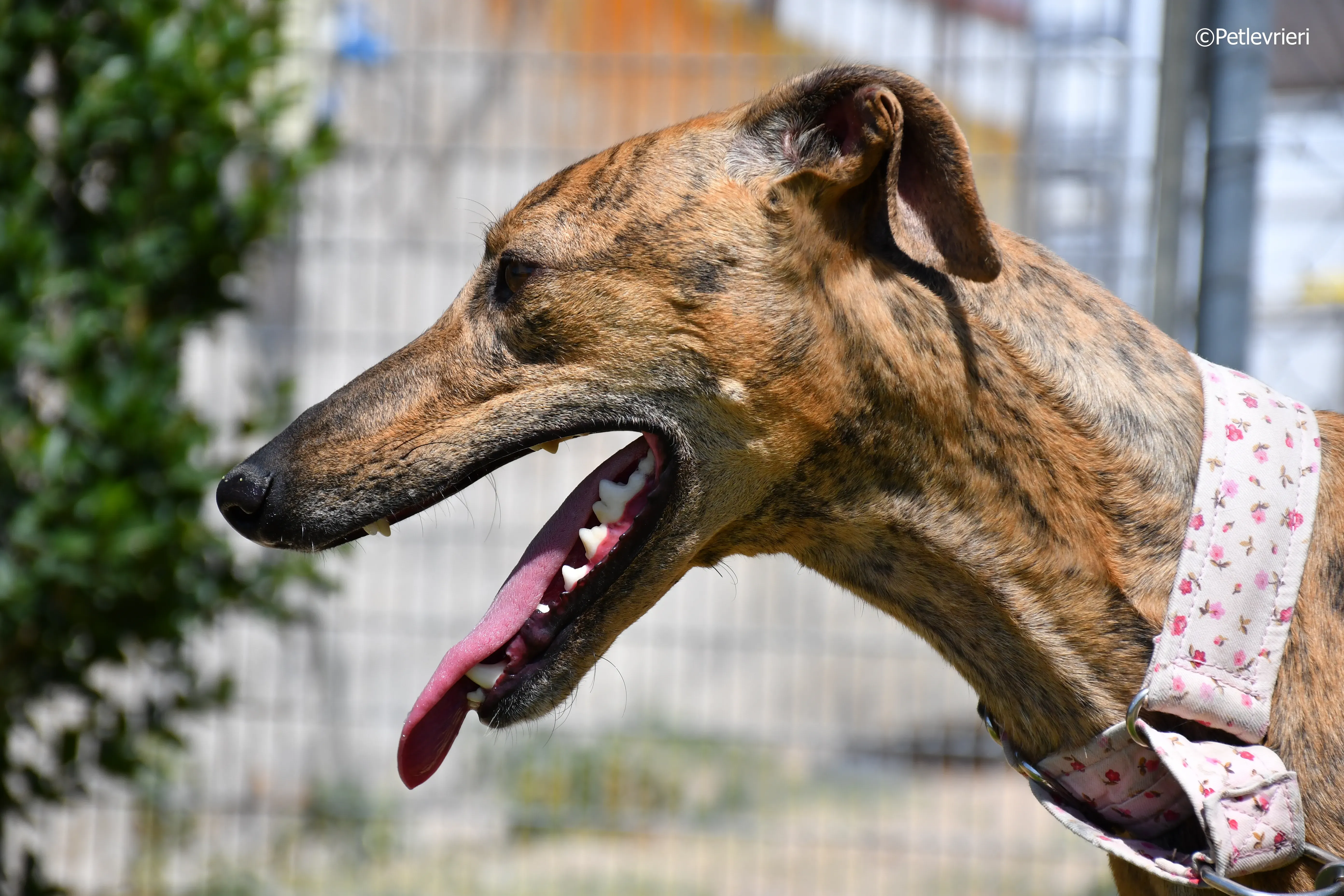 triana adozione levrieri galgo 5