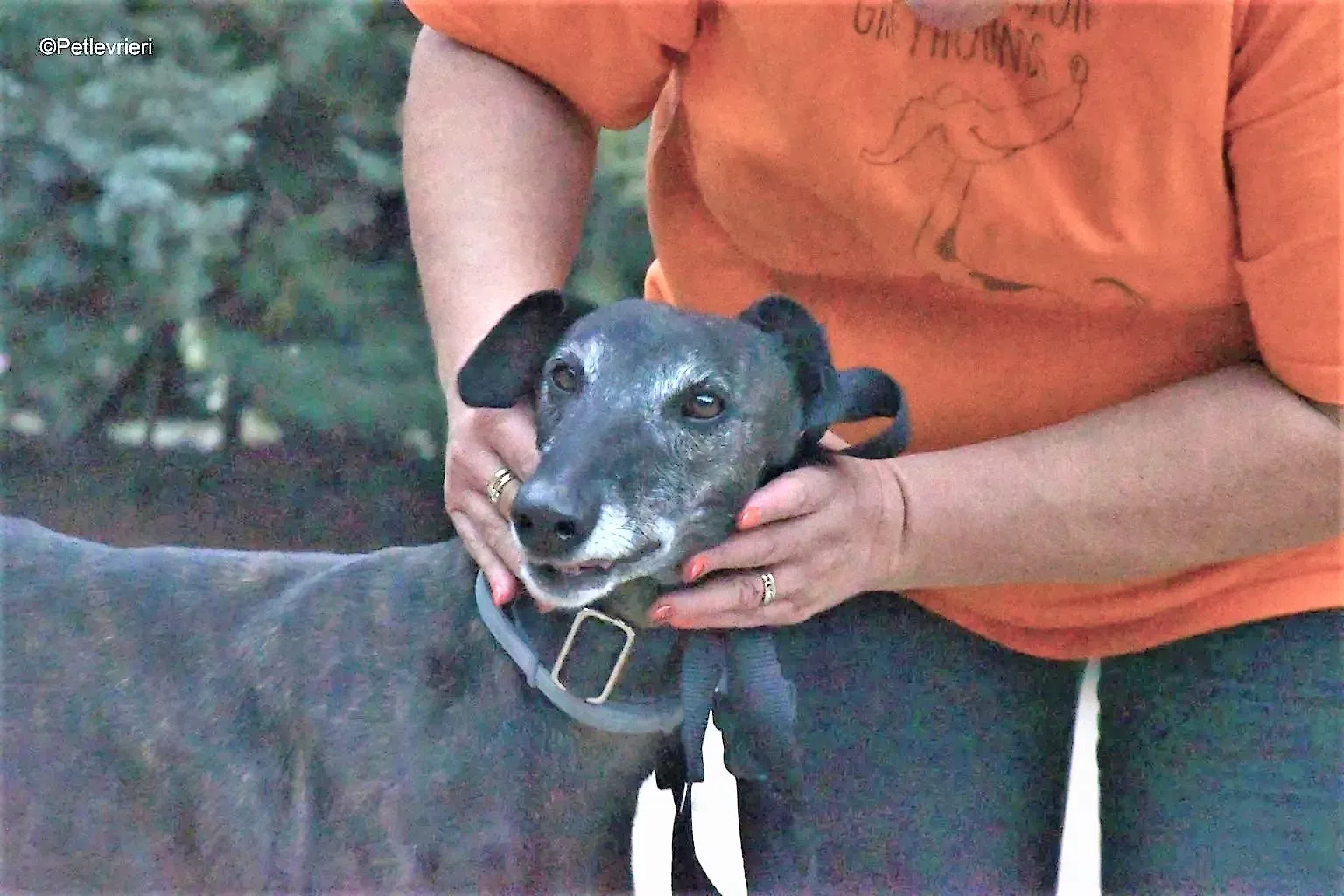 triana adozione levrieri galgo 6 1536x1024 1