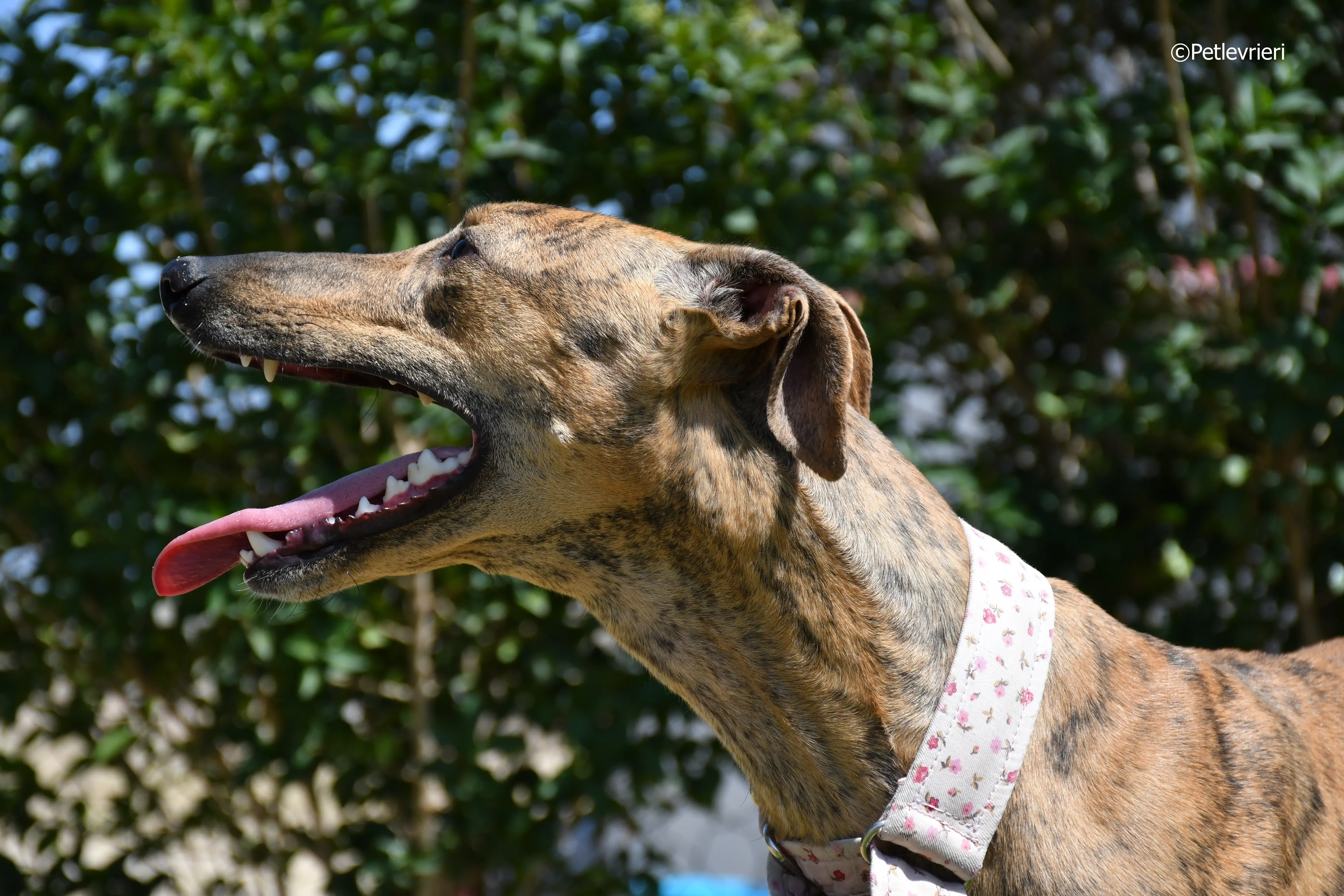 triana adozione levrieri galgo 6