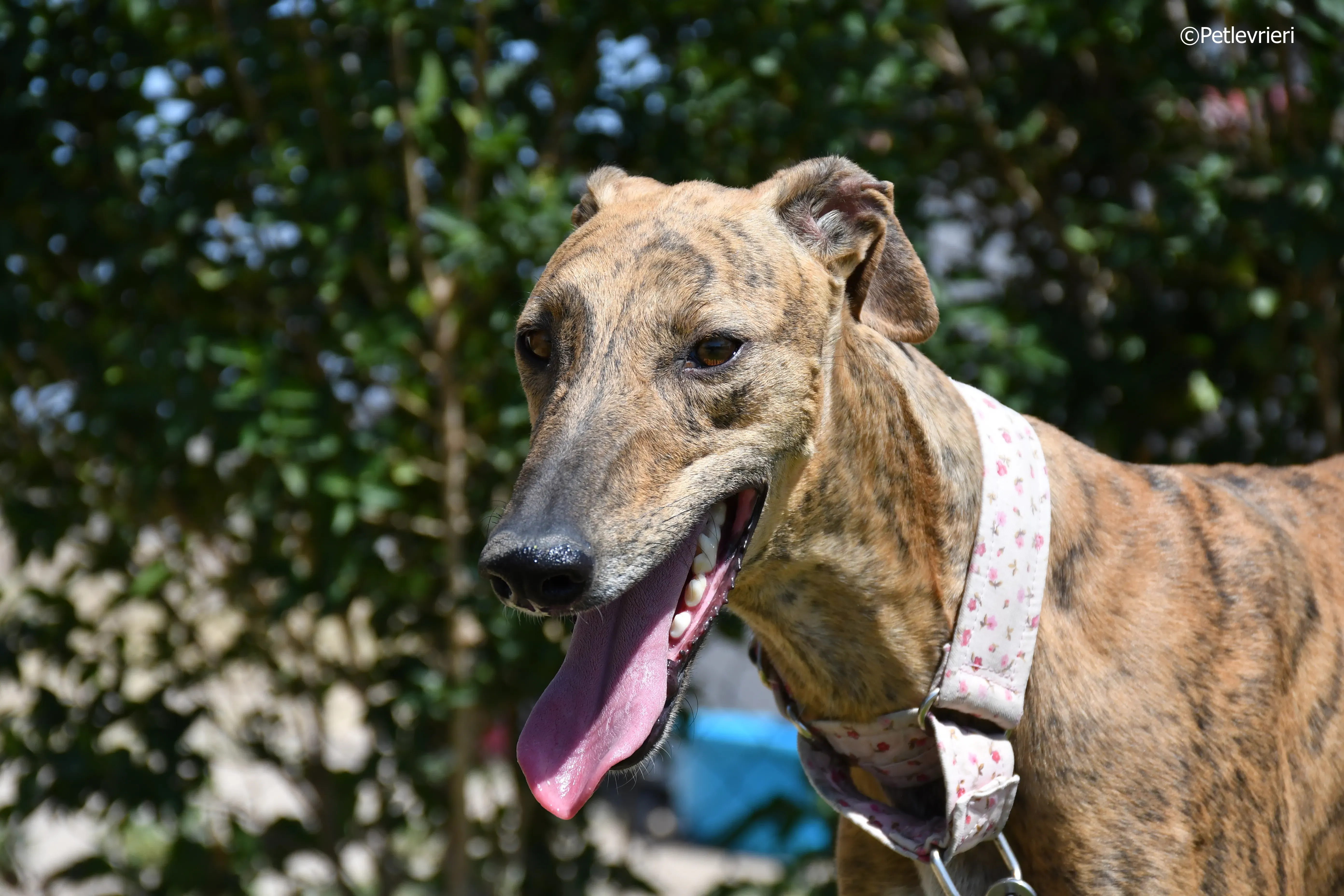 triana adozione levrieri galgo 7