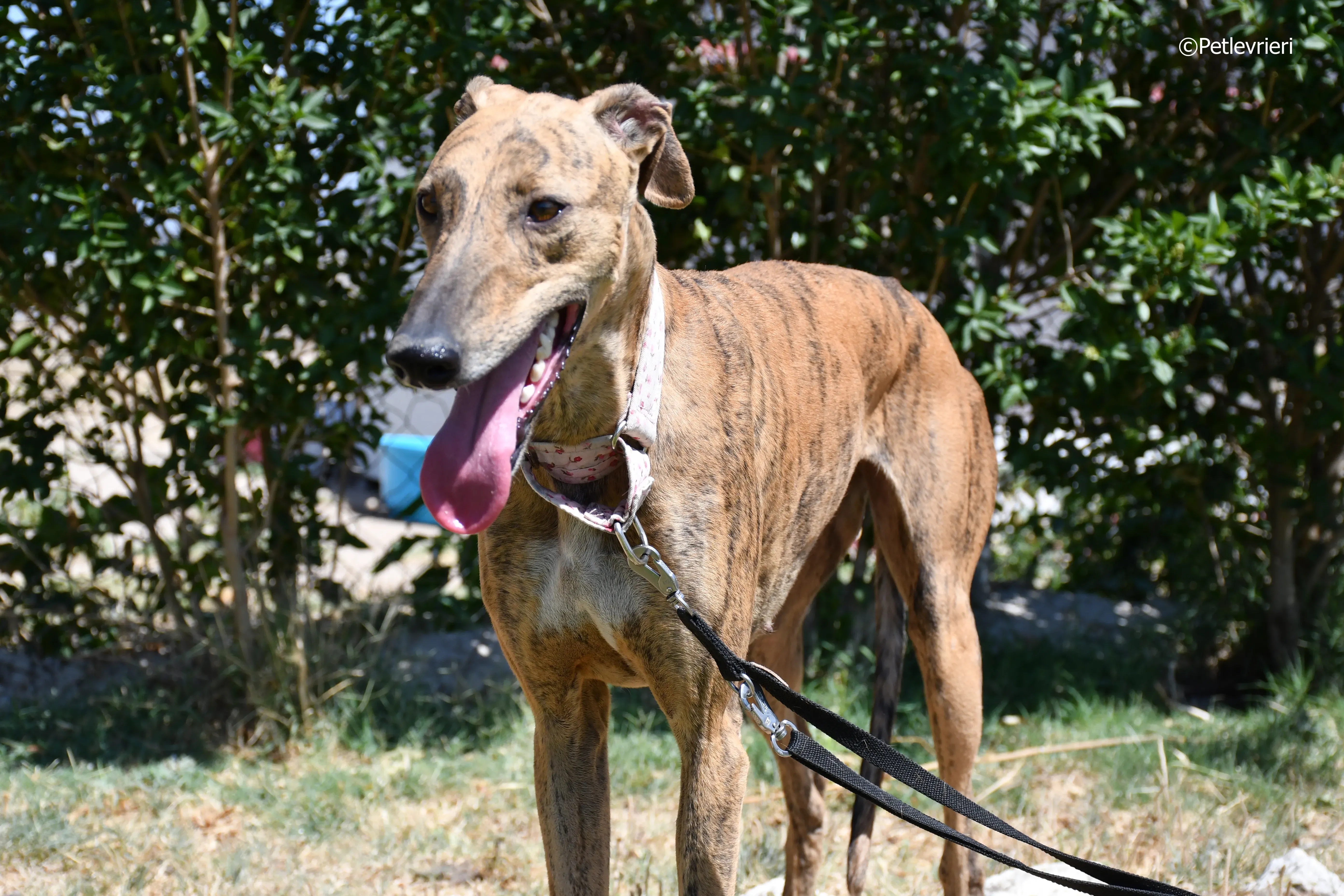 triana adozione levrieri galgo 8