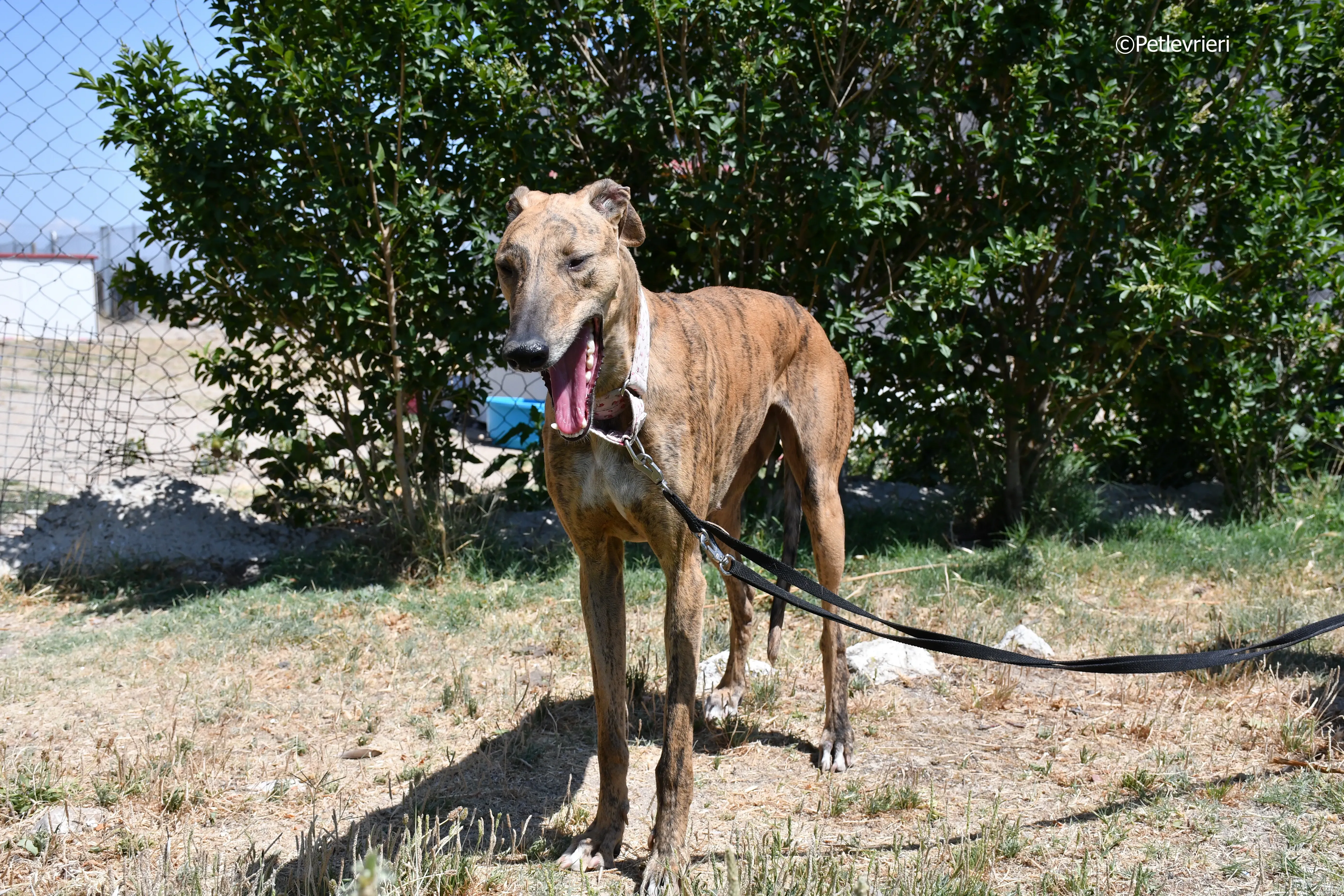 triana adozione levrieri galgo 9