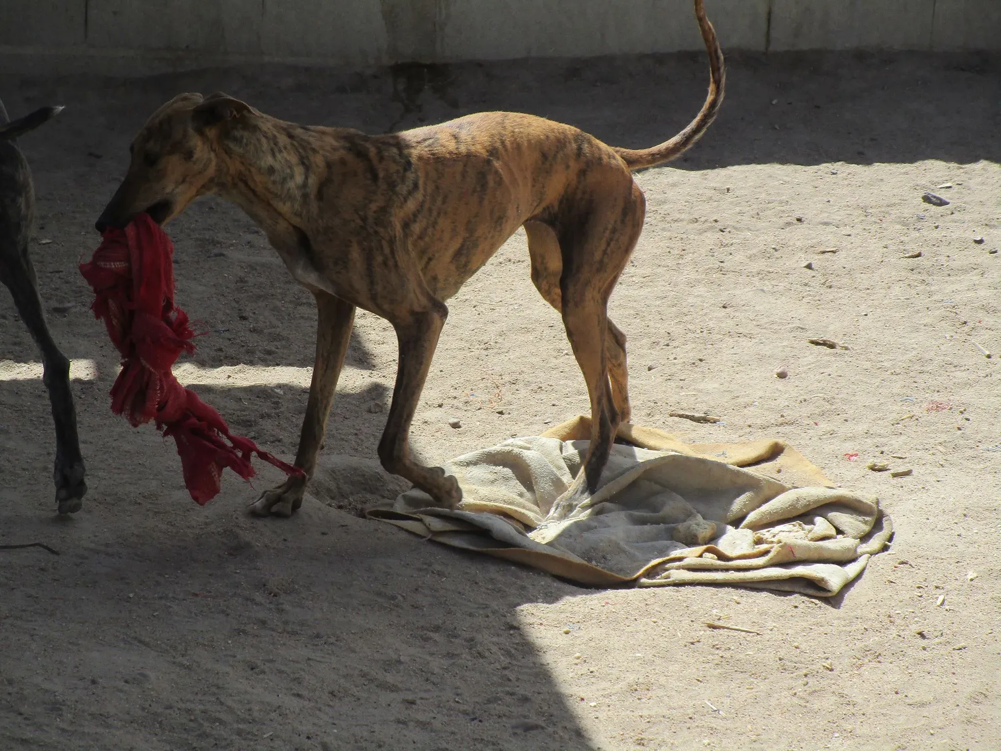 triana adozione levrieri galgo