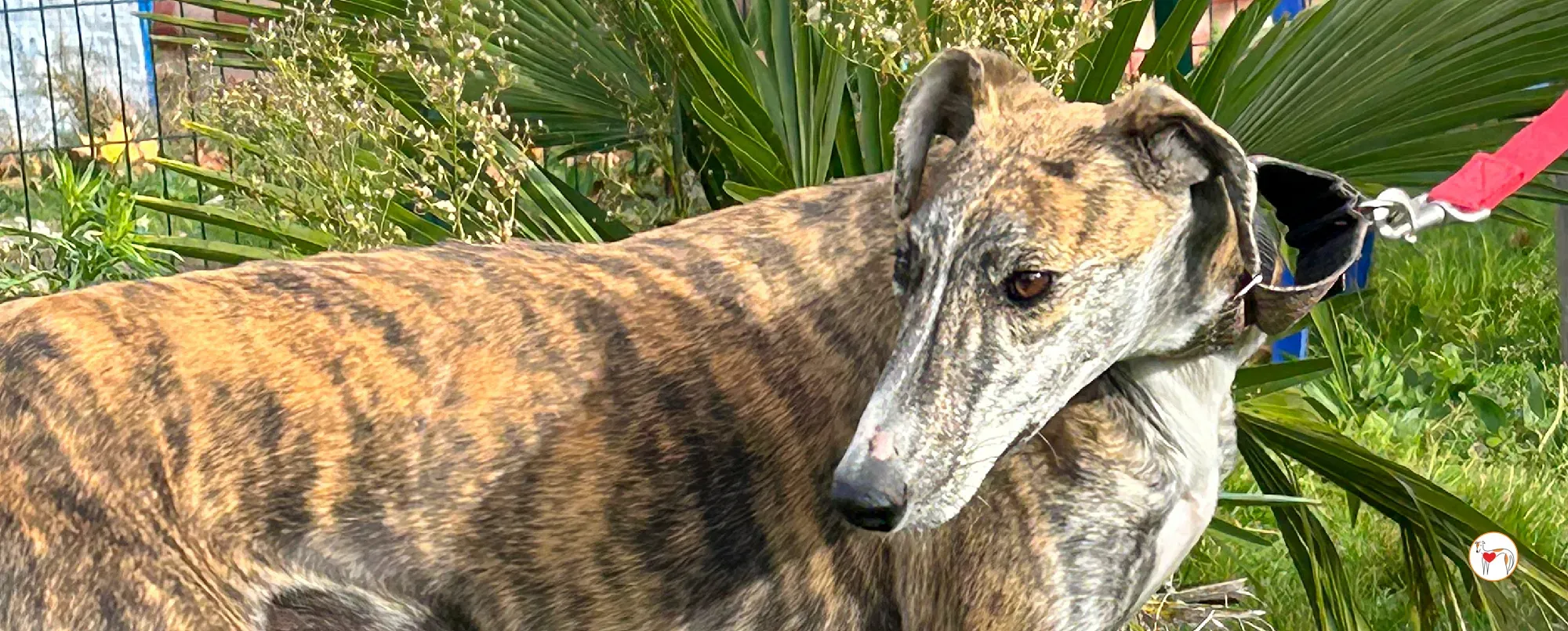 trinity galgo adozione 00 copertina b