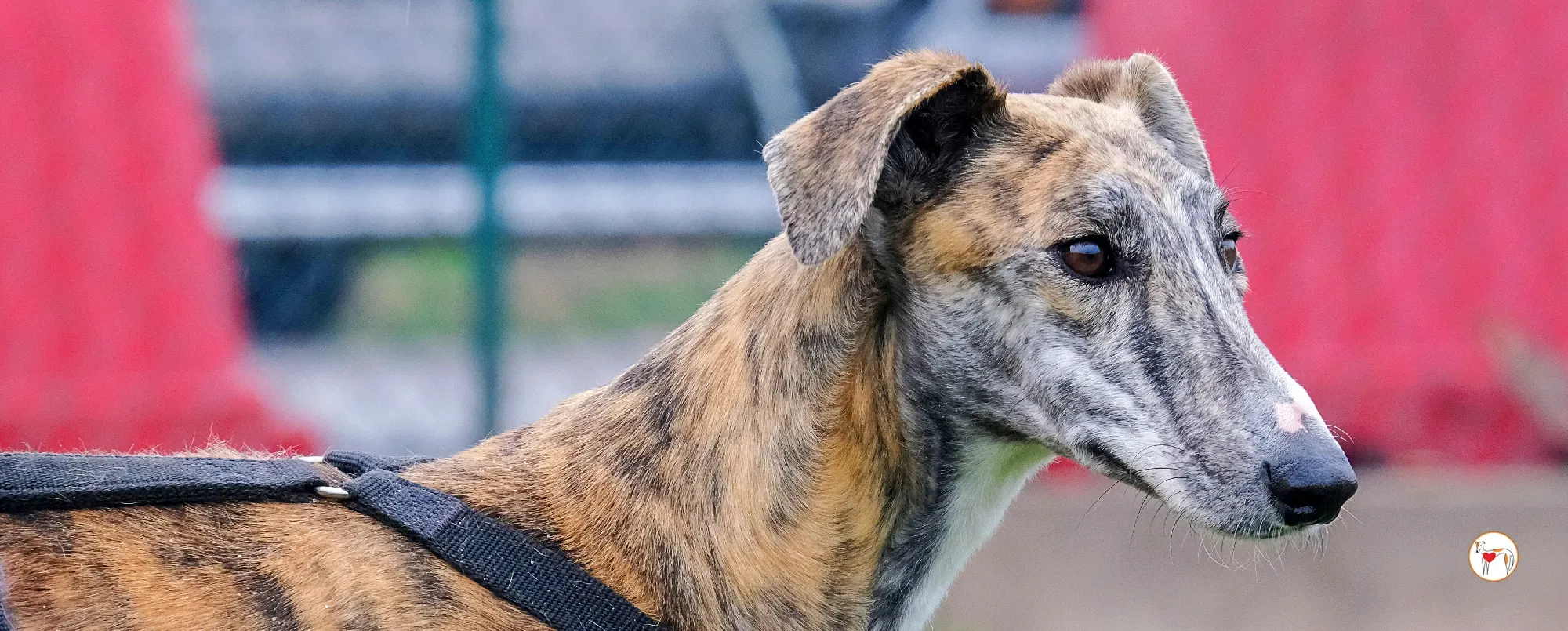 trinity galgo adozione 00 nuova copertina