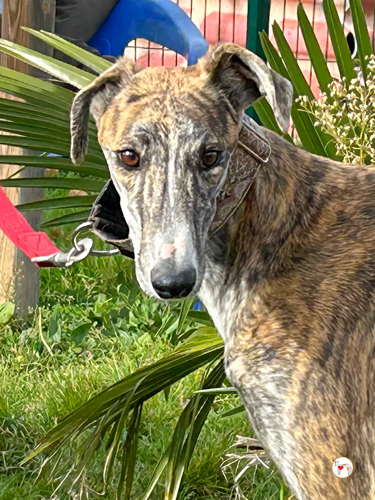 trinity galgo adozione 01