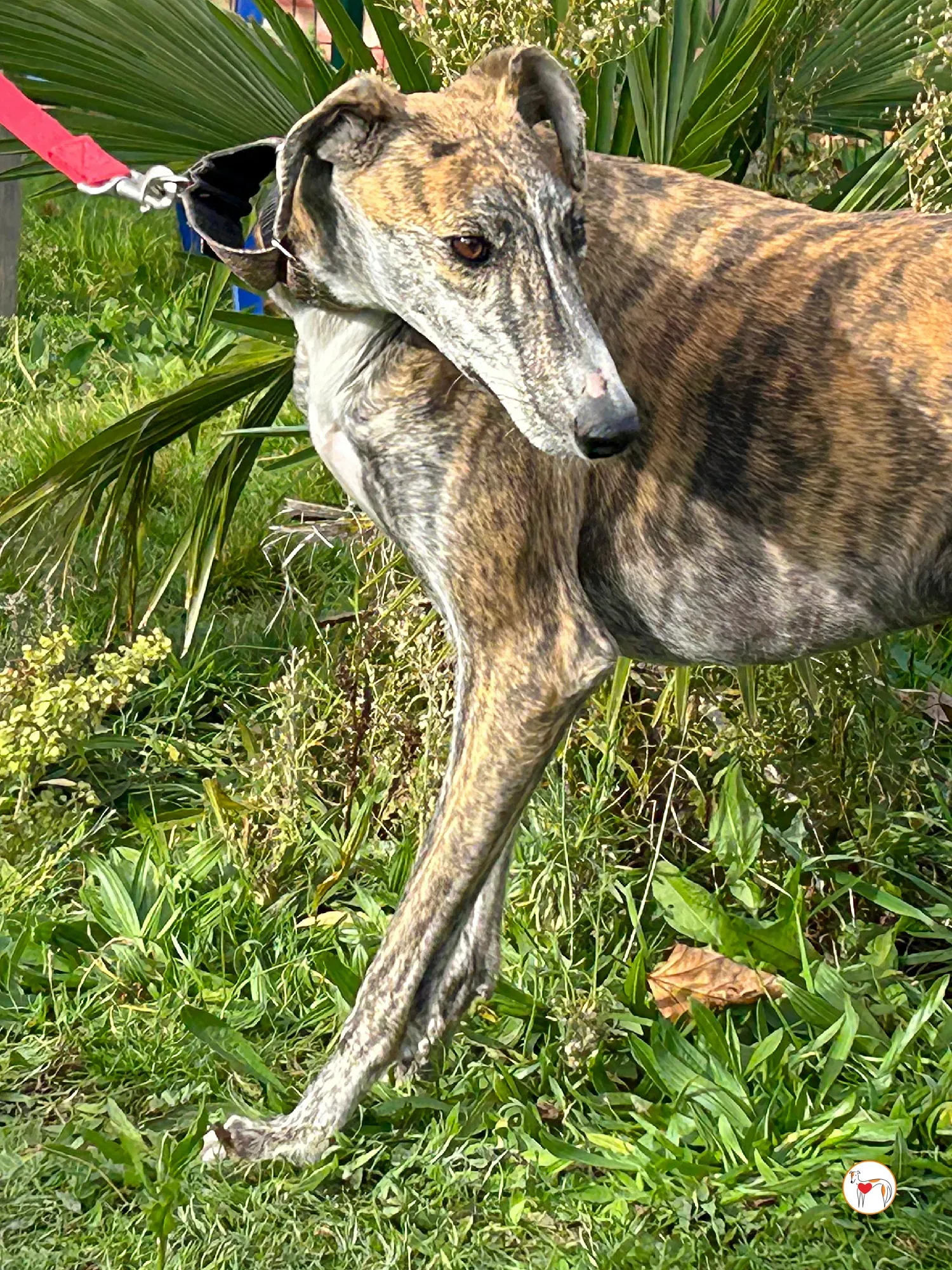 trinity galgo adozione 02