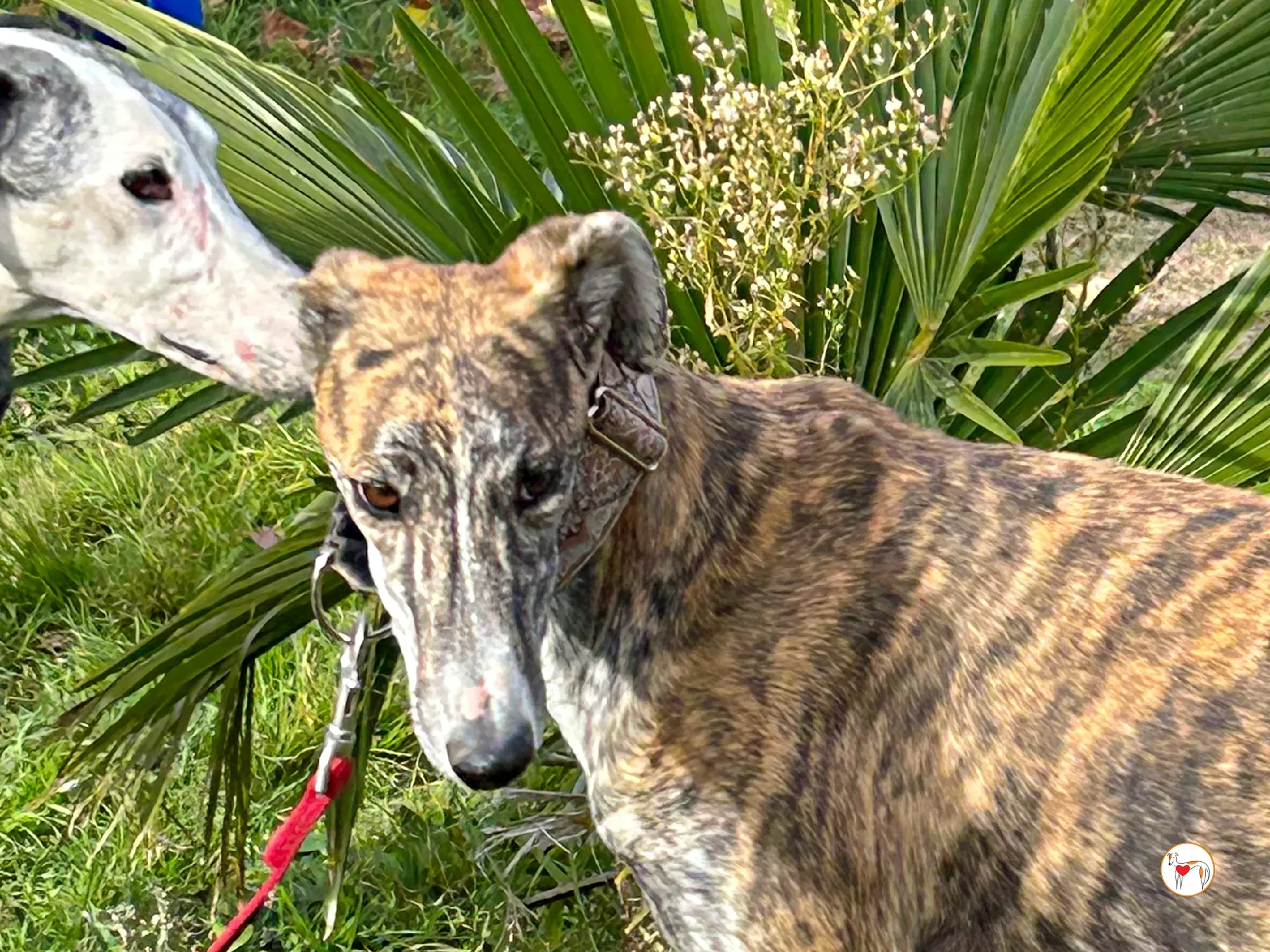 trinity galgo adozione 03