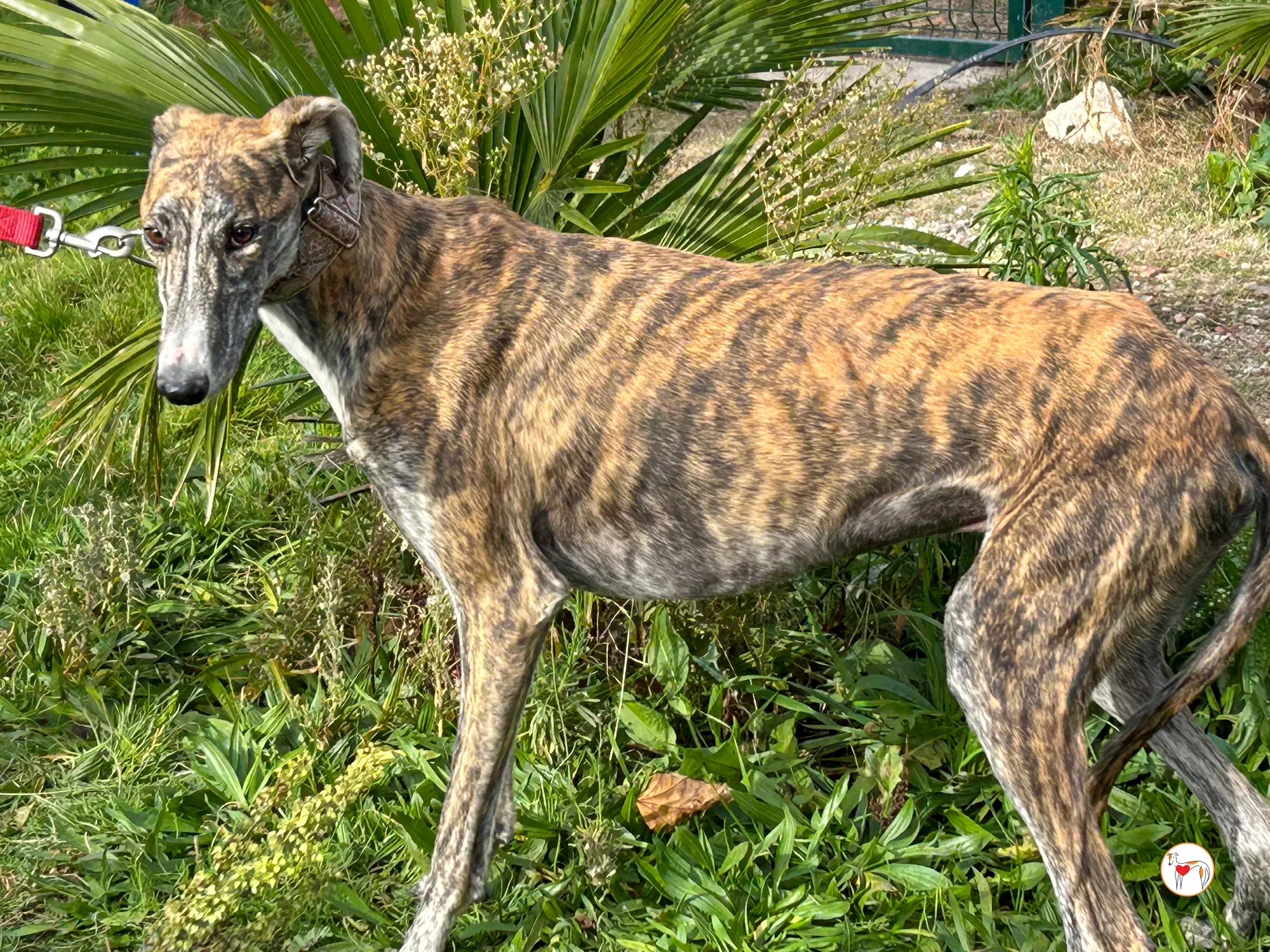 trinity galgo adozione 04