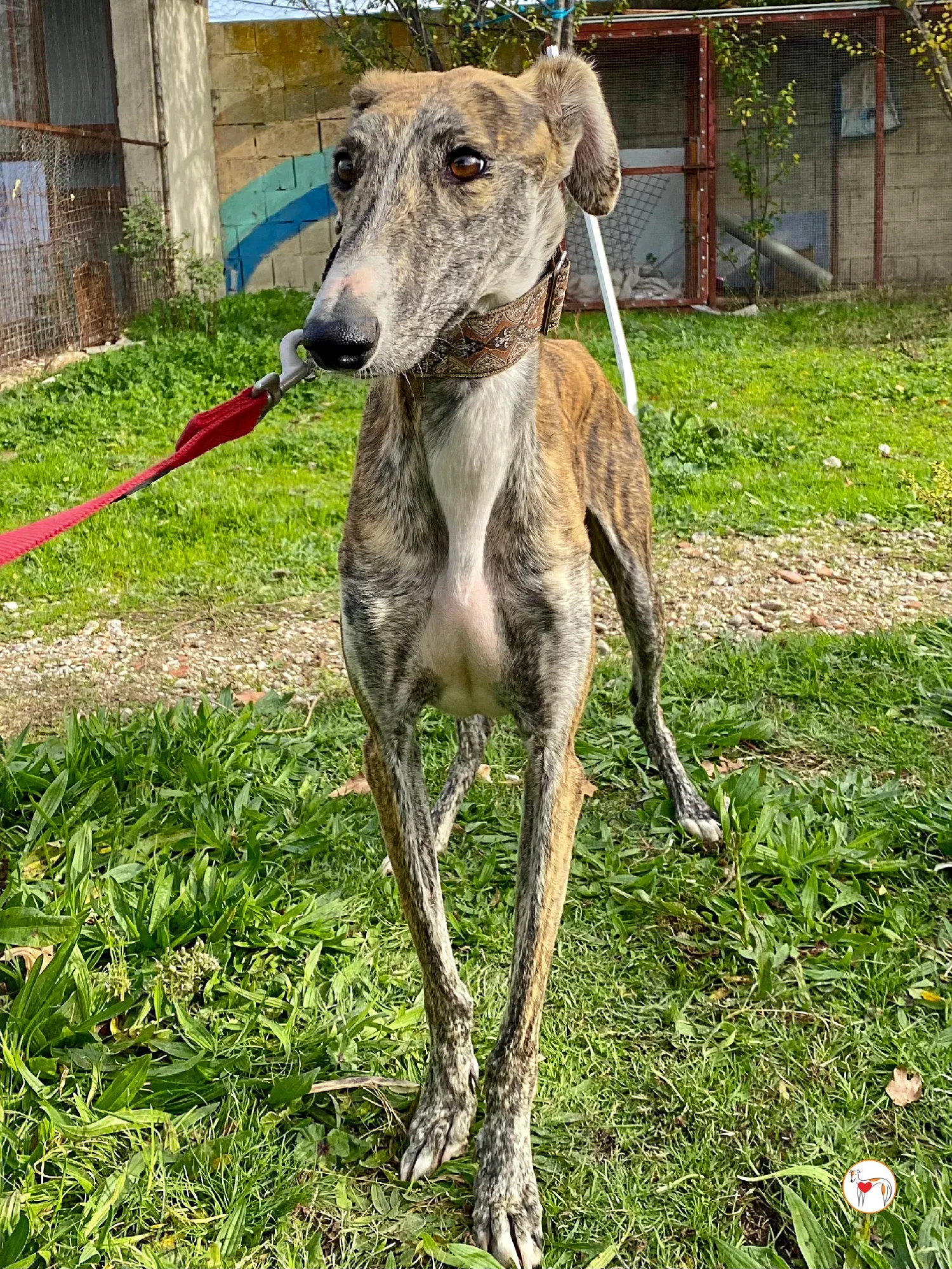 trinity galgo adozione 05