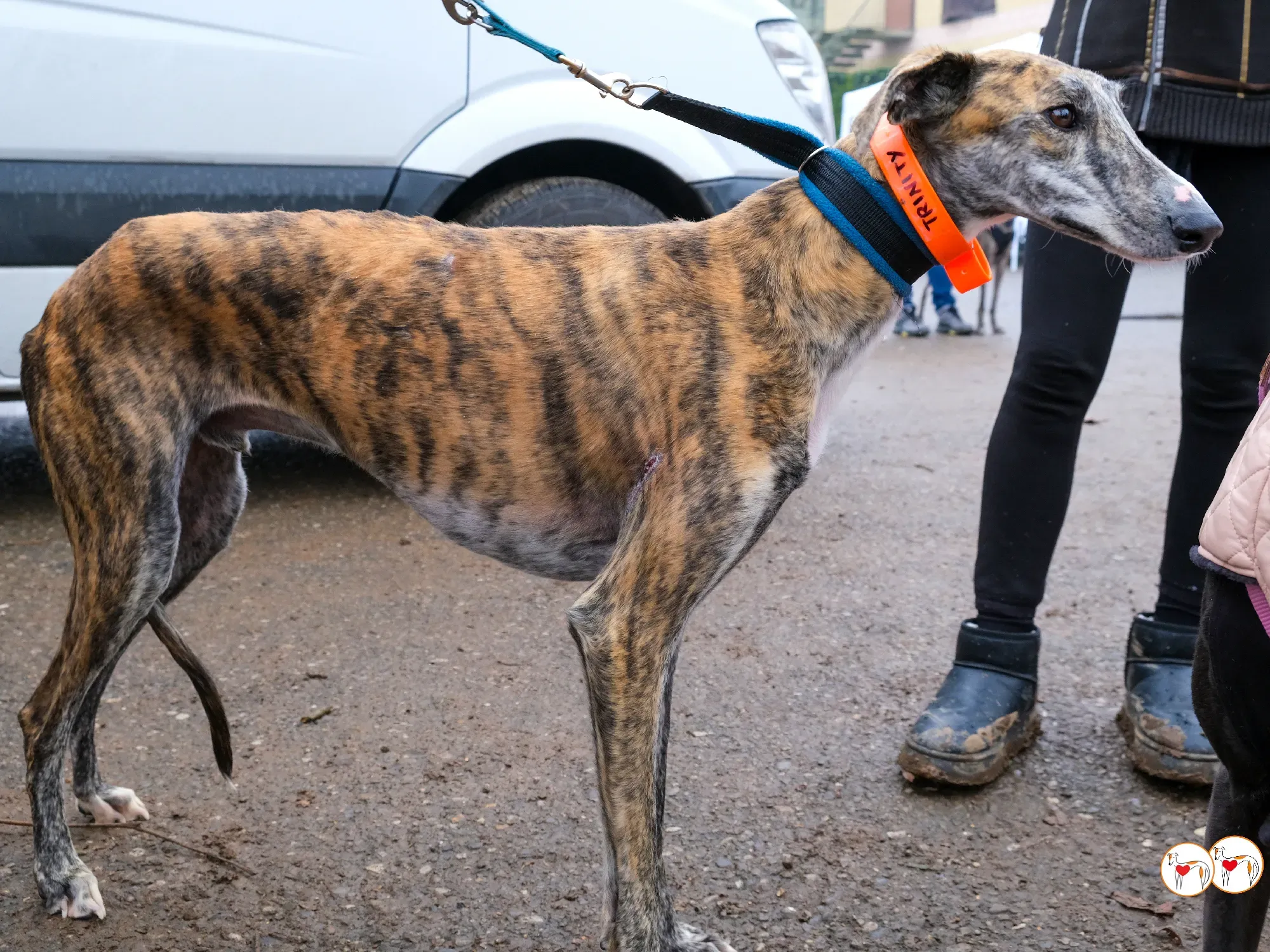 trinity galgo adozione 08