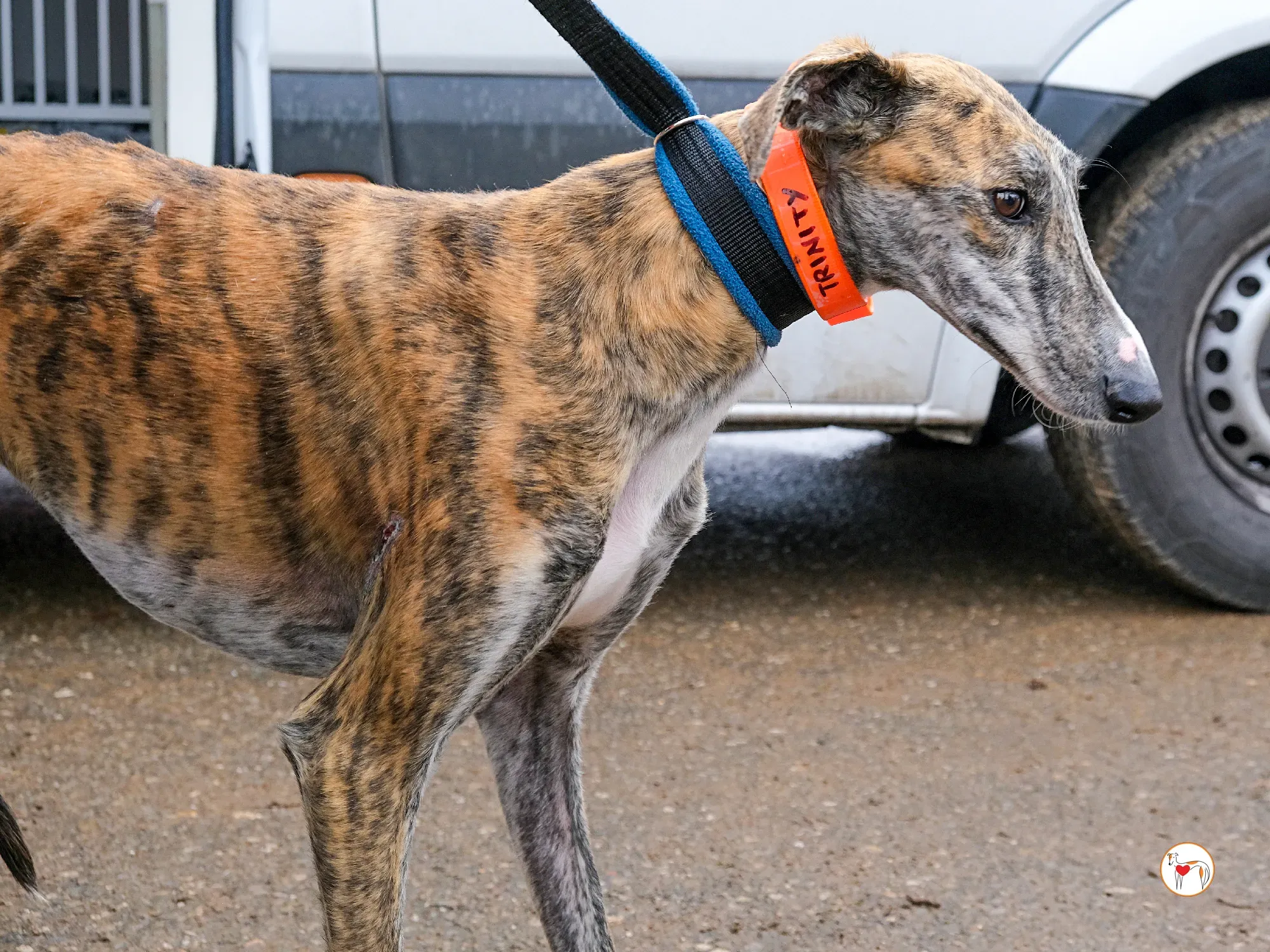 trinity galgo adozione 09