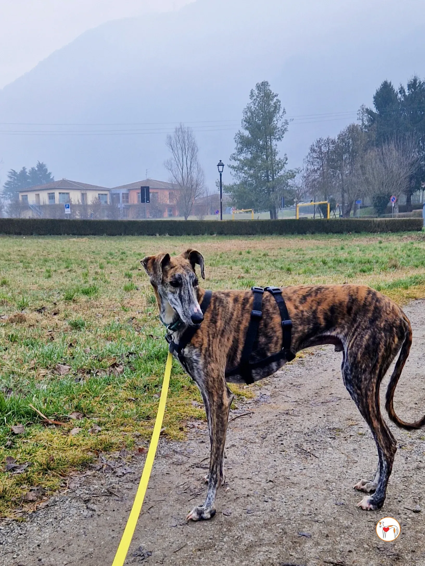 trinity galgo adozione 10