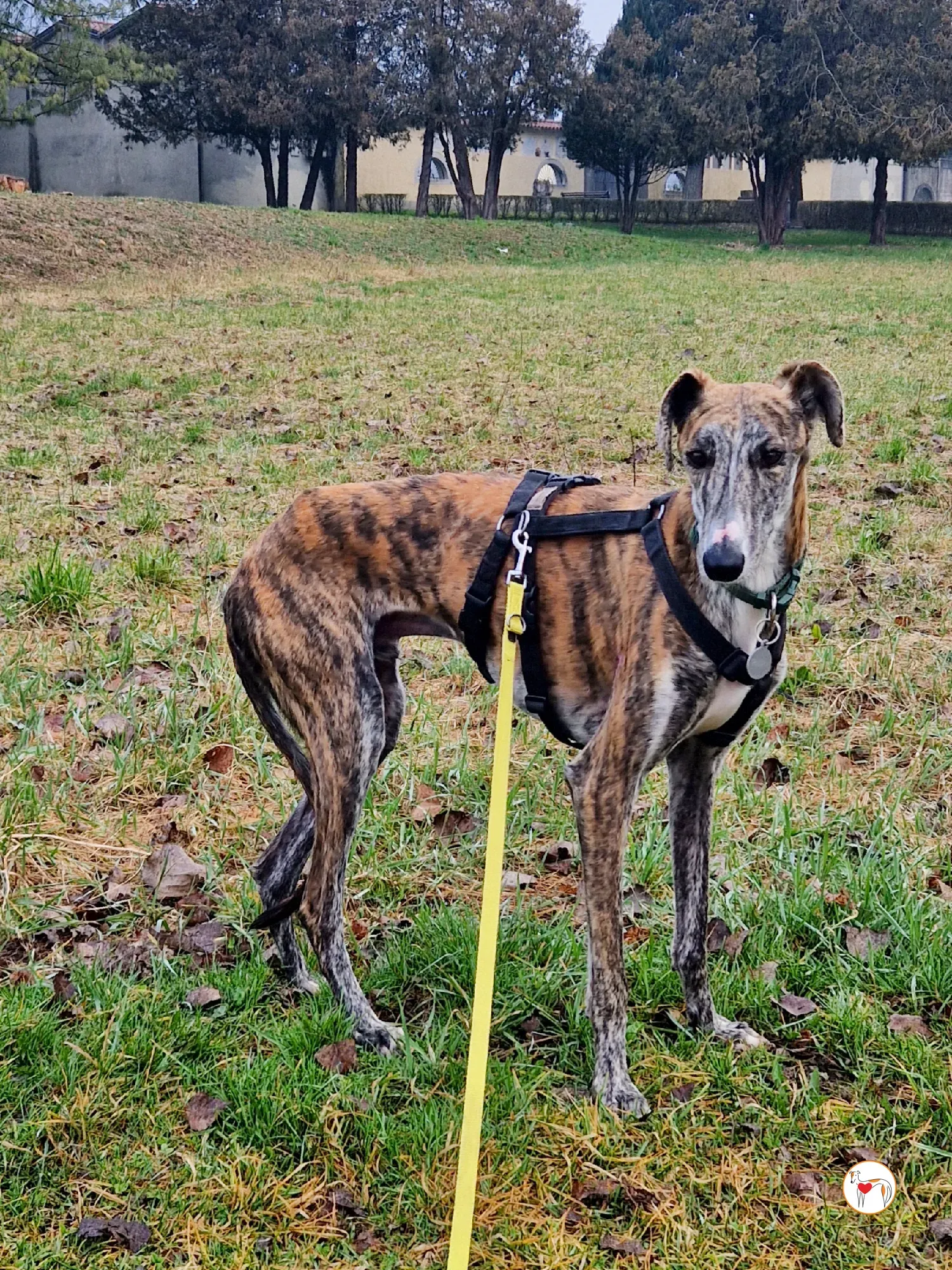 trinity galgo adozione 11