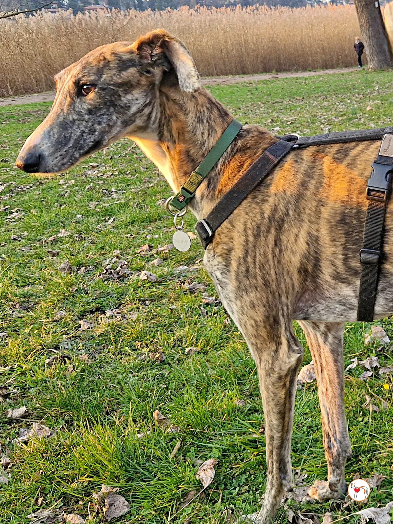 trinity galgo adozione 12