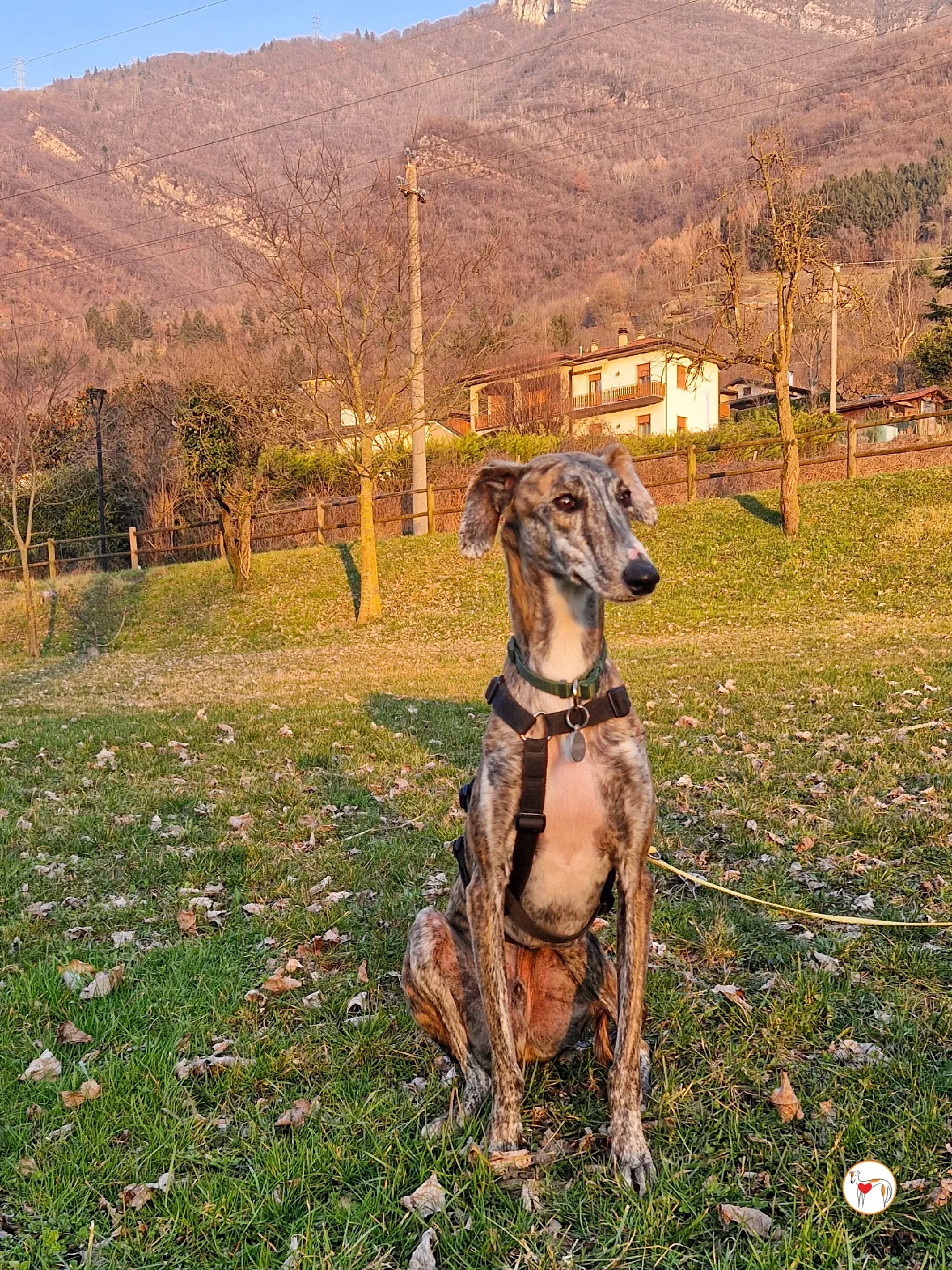 trinity galgo adozione 13