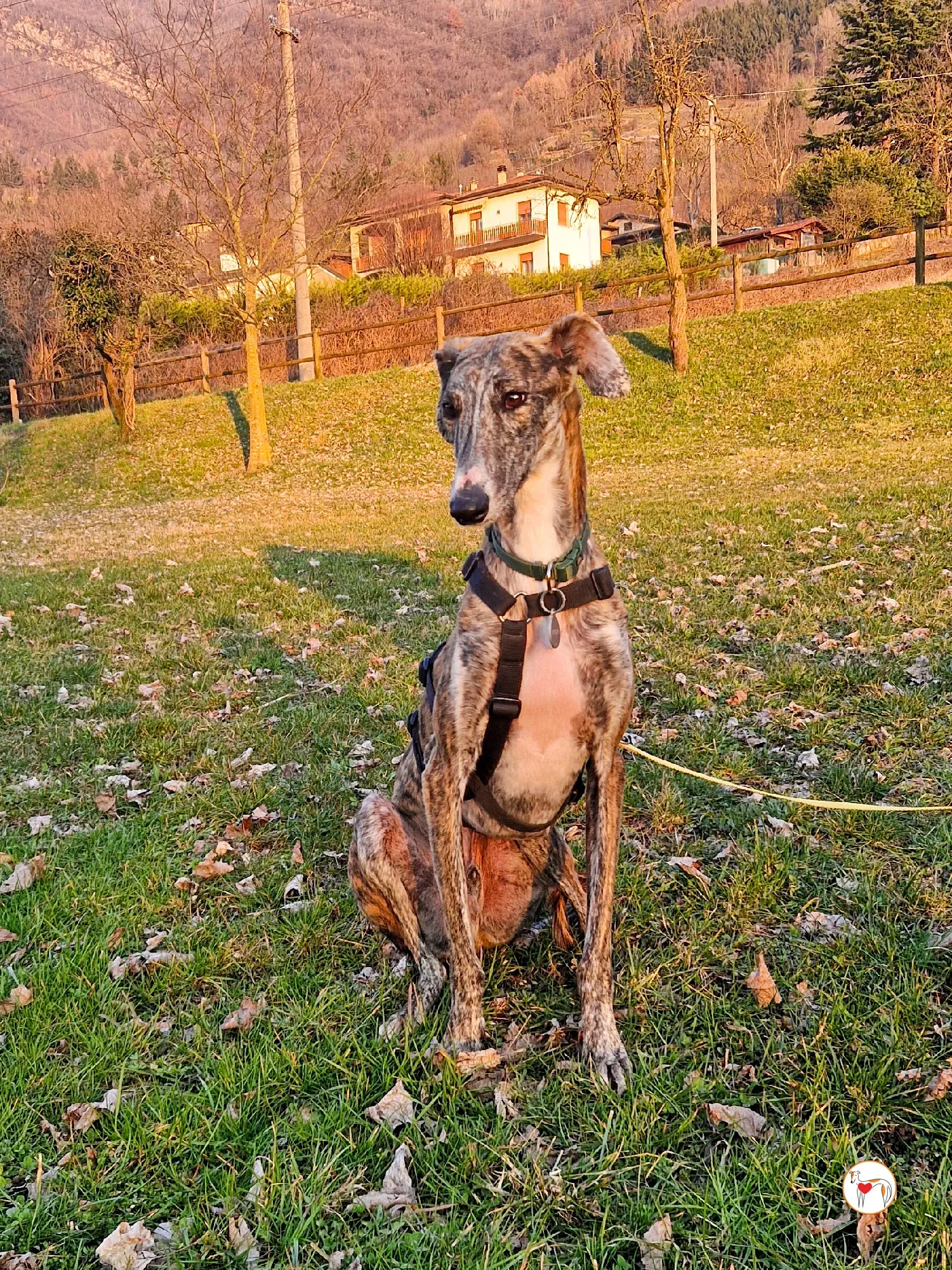 trinity galgo adozione 14