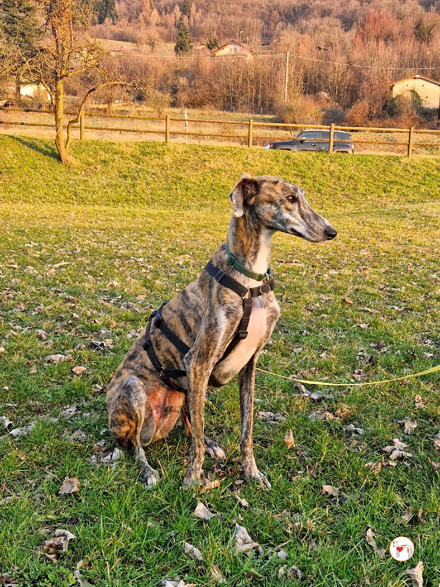 trinity galgo adozione 15