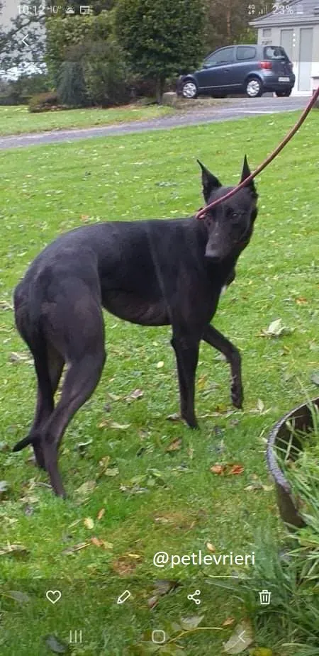 trixie adozione greyhound 1