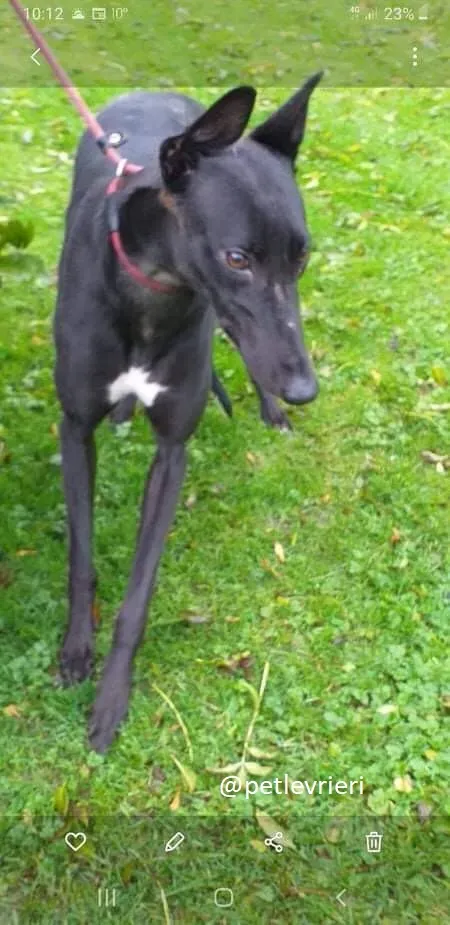 trixie adozione greyhound 2