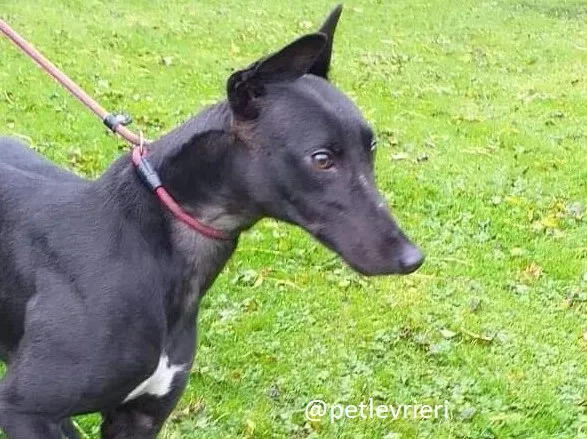 trixie adozione greyhound 4