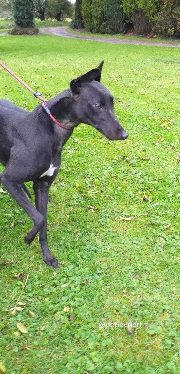 trixie adozione greyhound