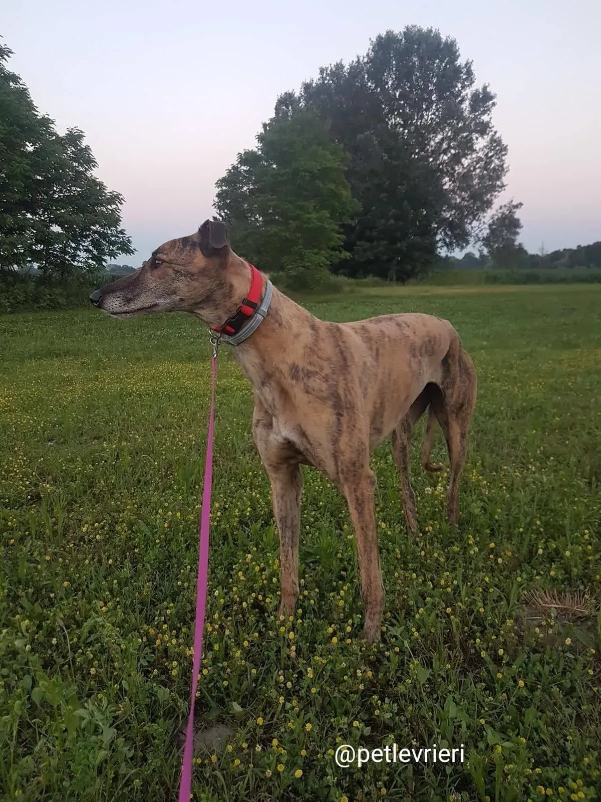 tron adozione greyhound macao