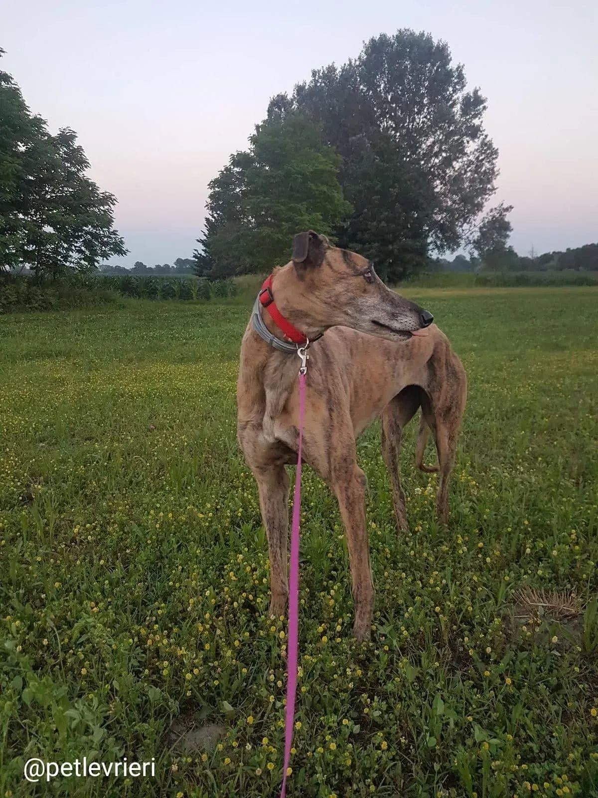 tron adozione greyhound macao1