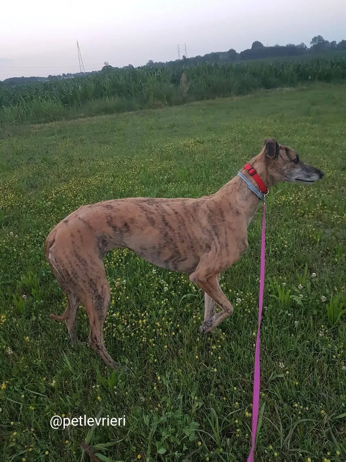 tron adozione greyhound macao2