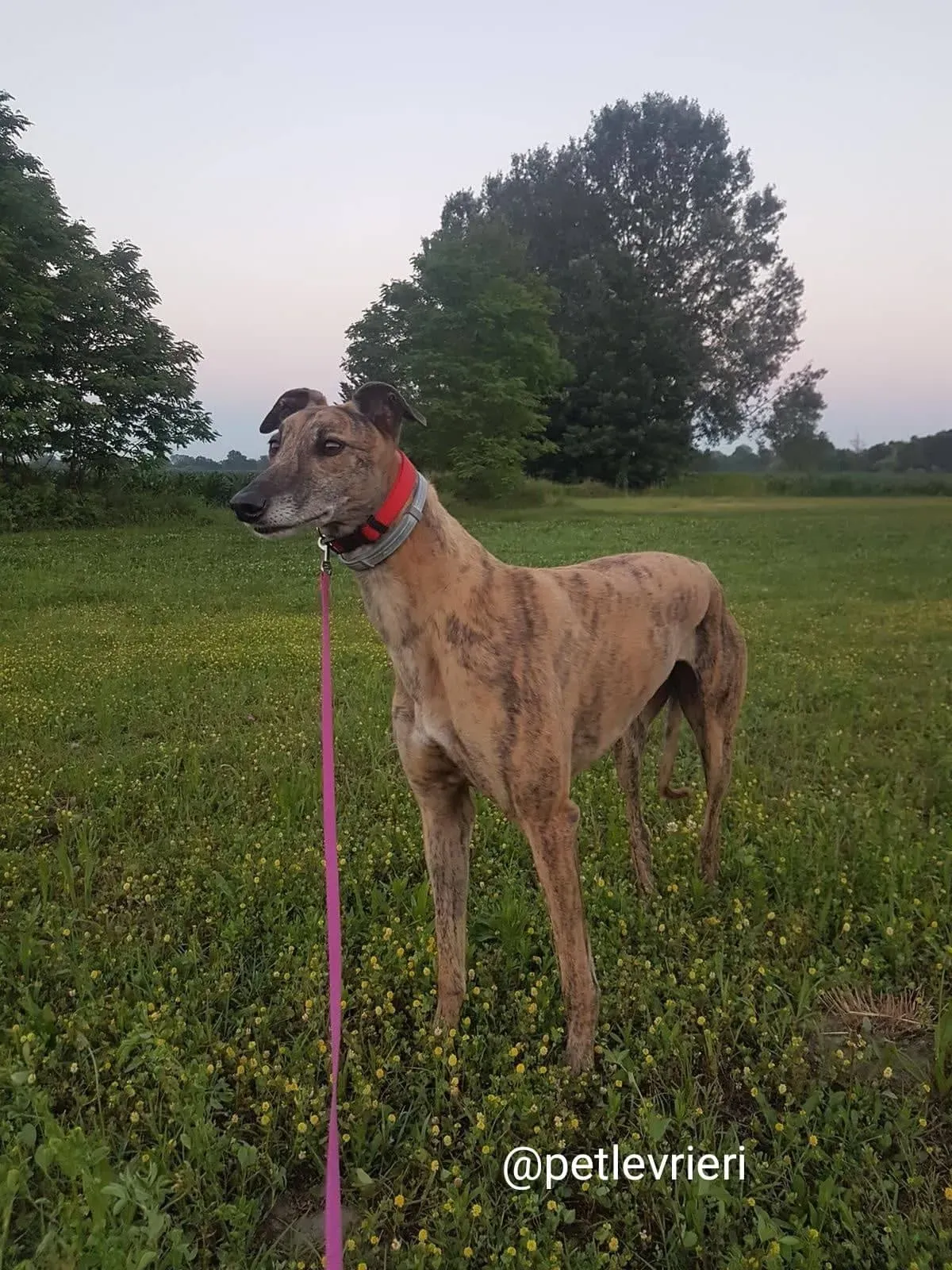 tron adozione greyhound macao3