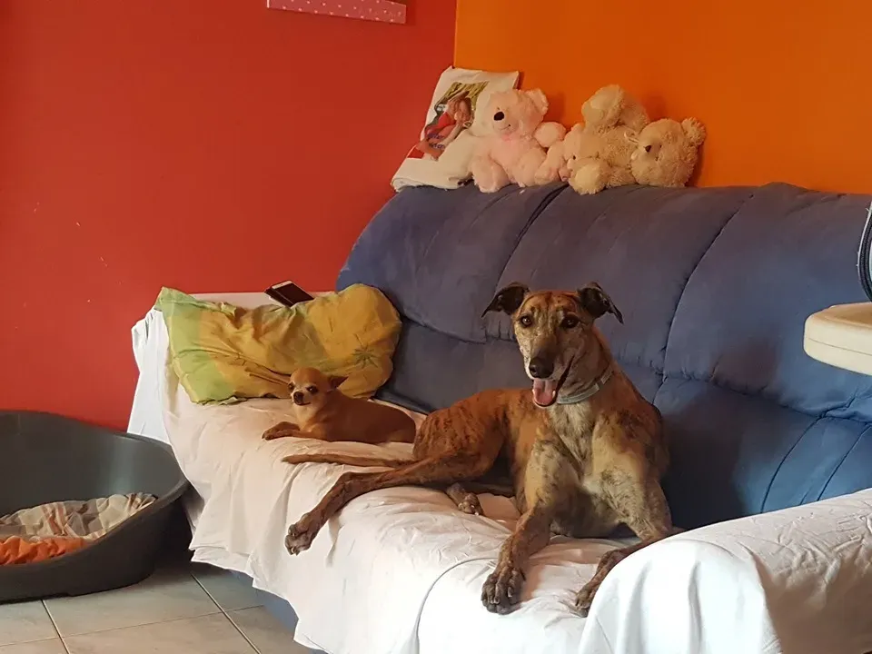 tron thing adozione greyhound macao