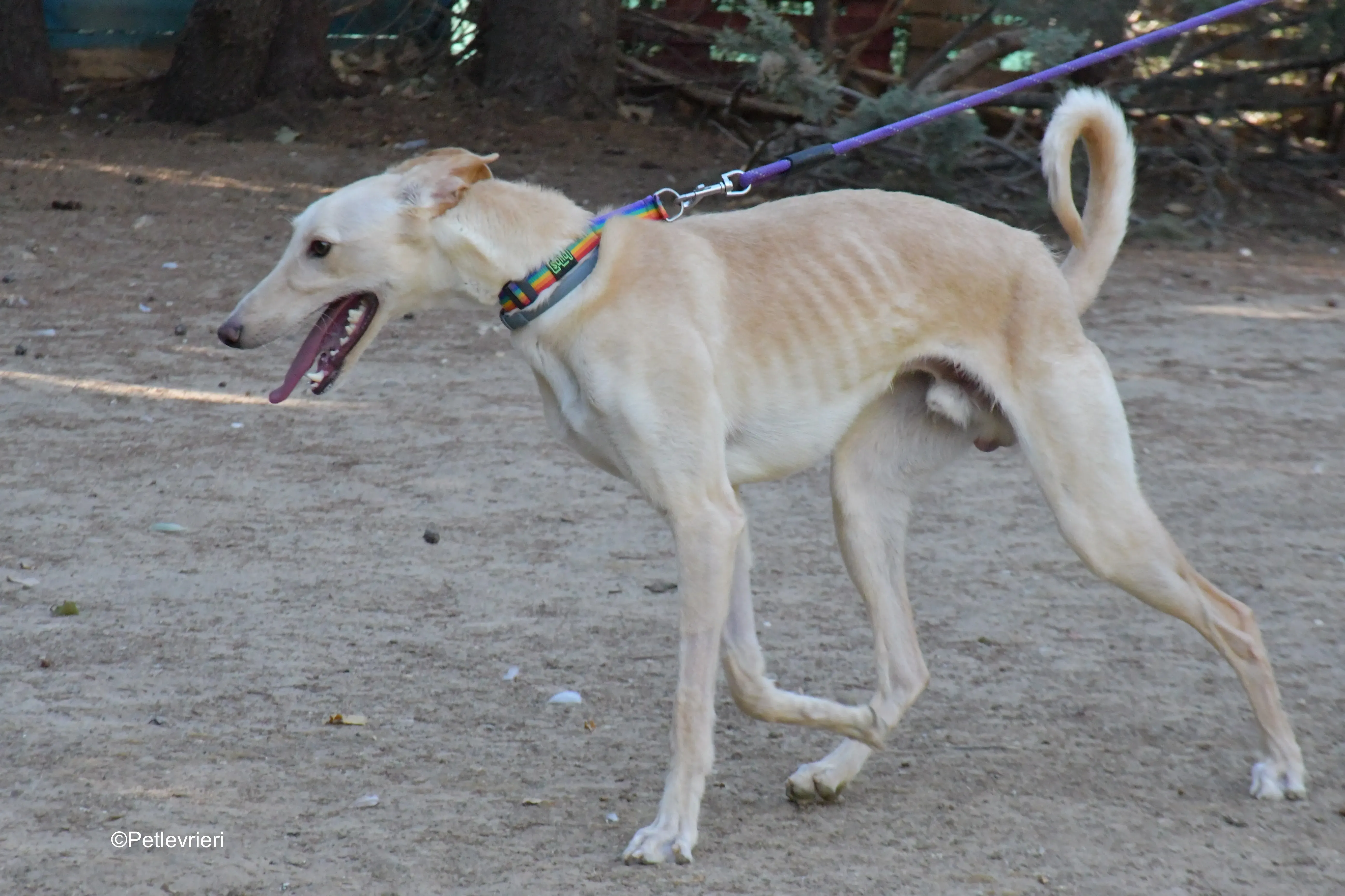 troy adozione levrieri galgo 1 2