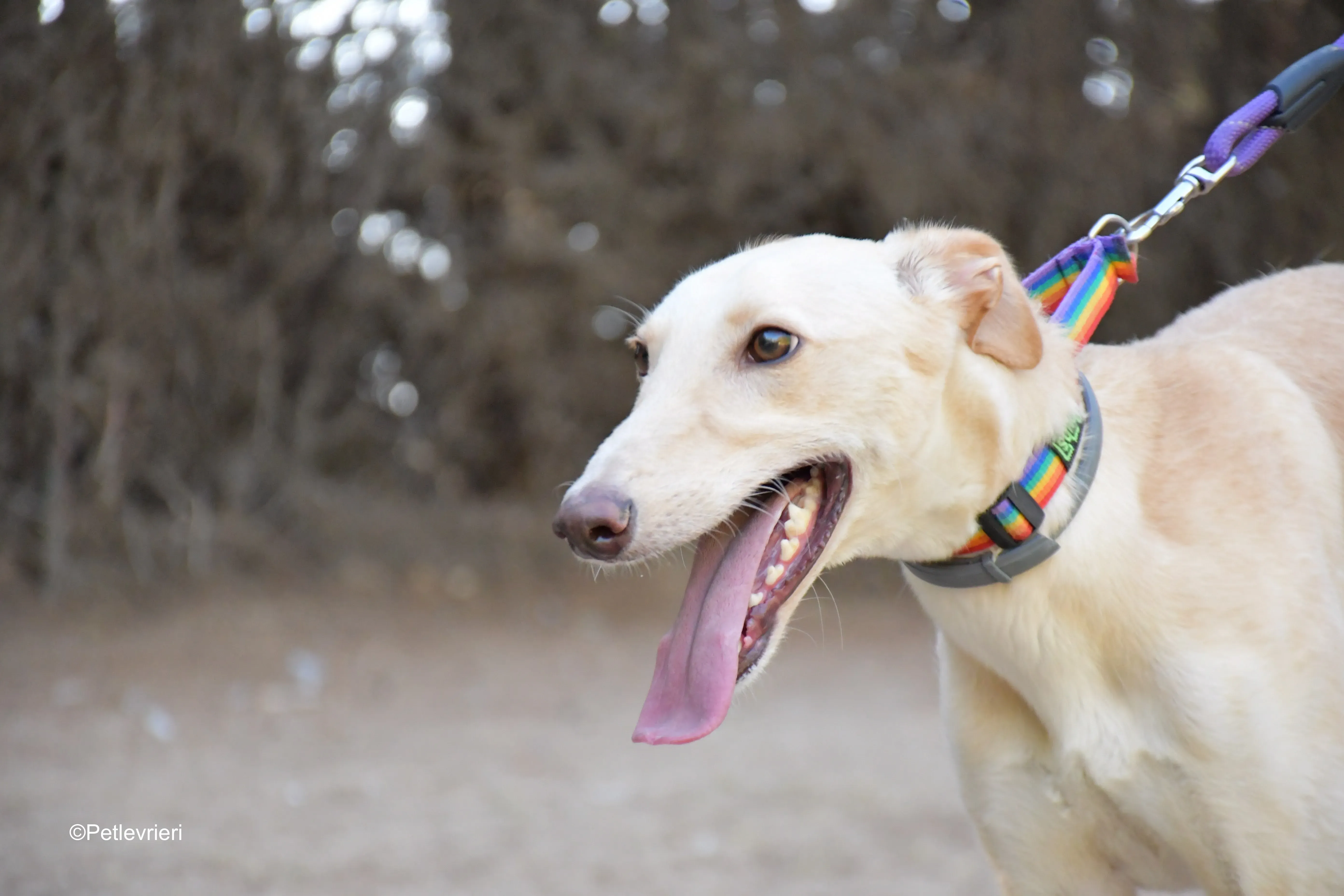 troy adozione levrieri galgo 2