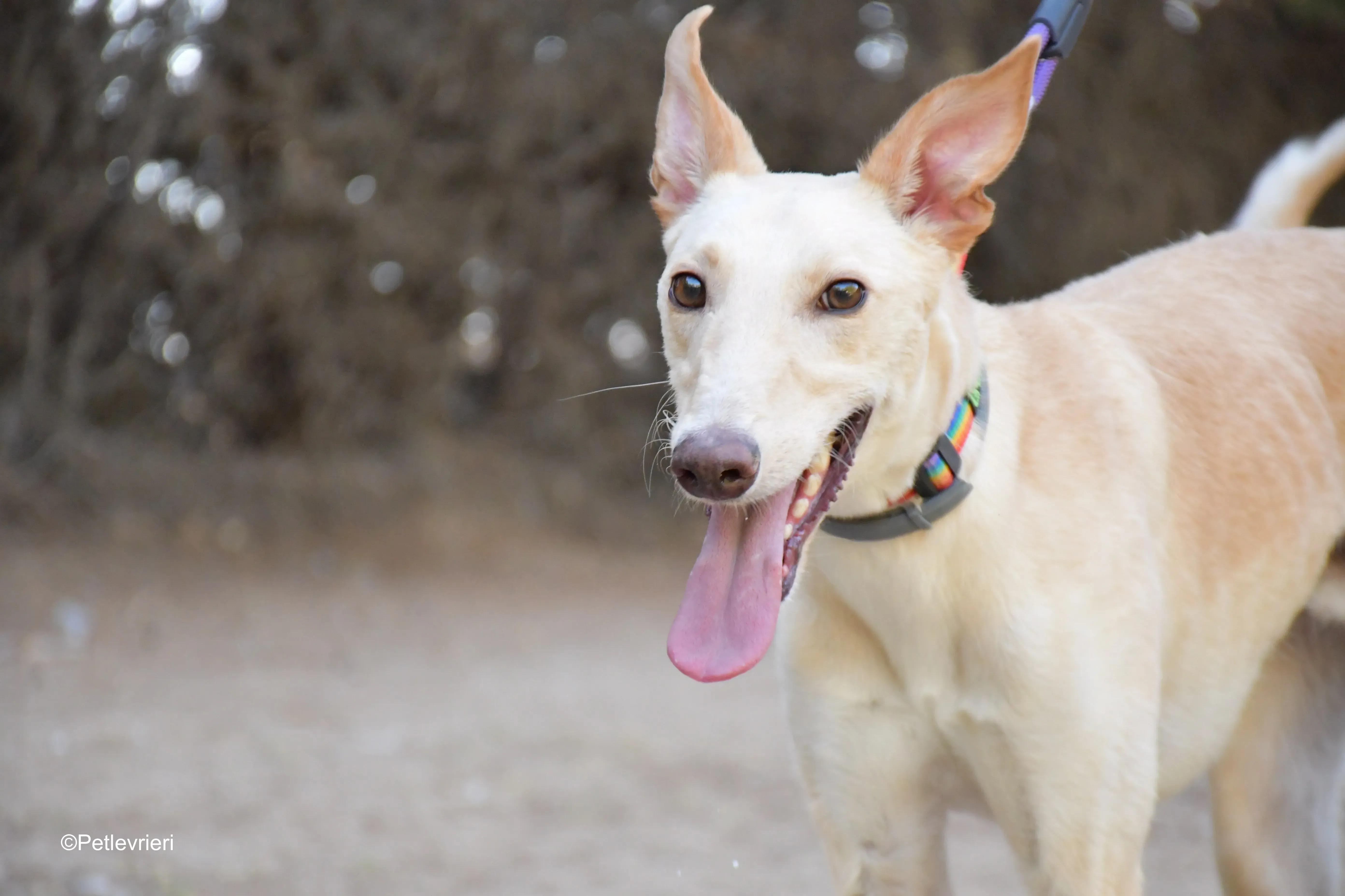 troy adozione levrieri galgo 3