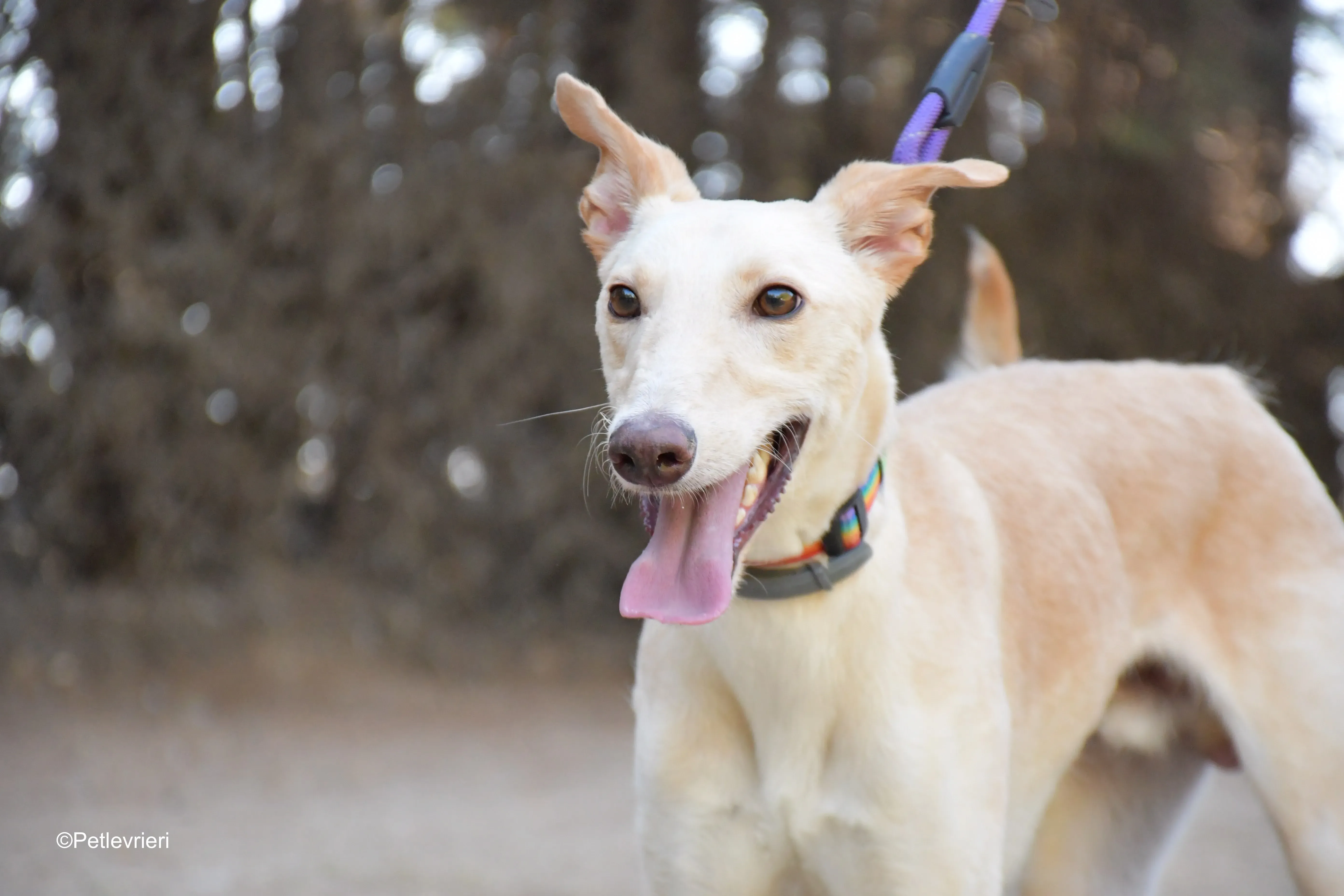 troy adozione levrieri galgo 4