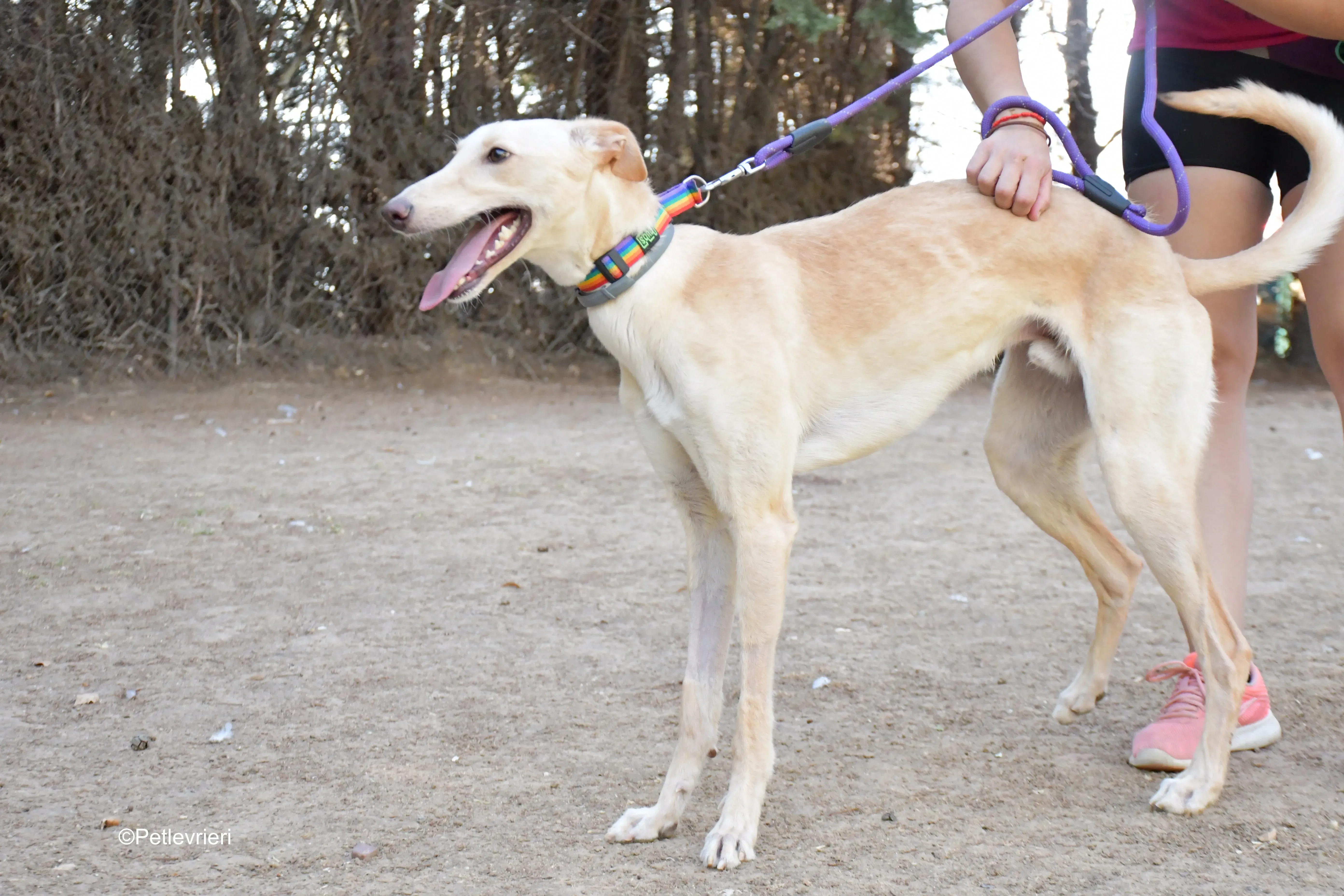 troy adozione levrieri galgo 5