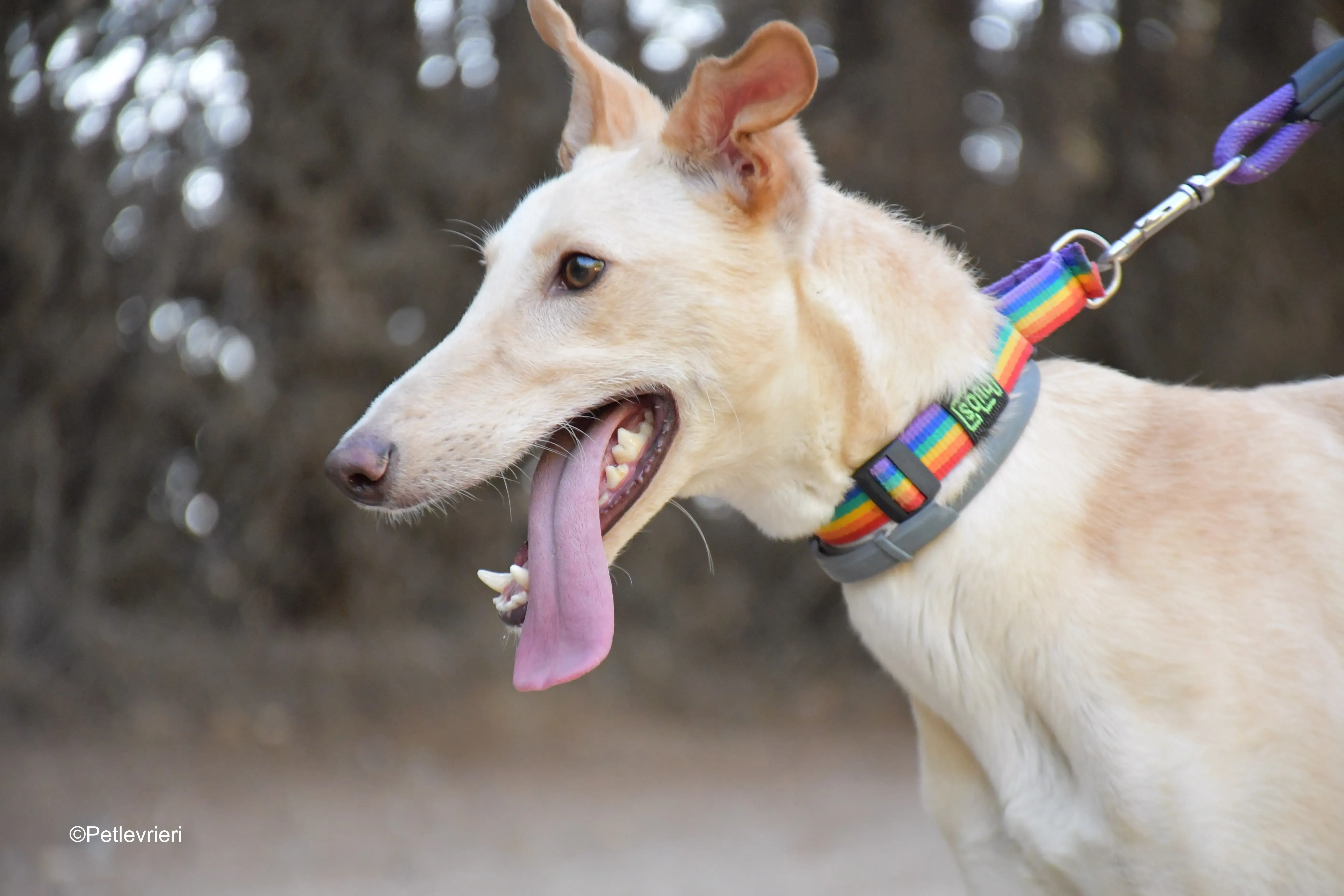 troy adozione levrieri galgo 6