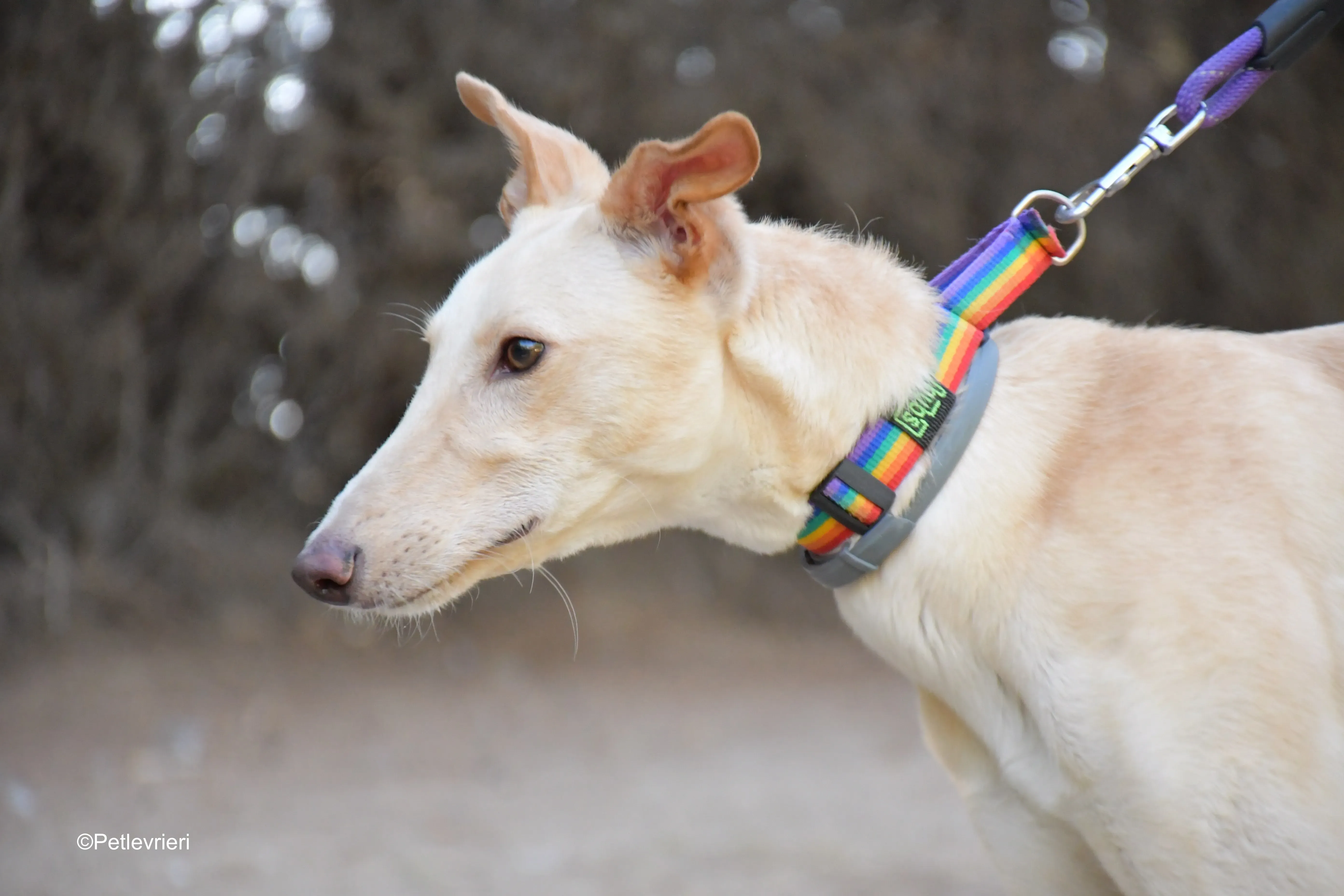 troy adozione levrieri galgo 7