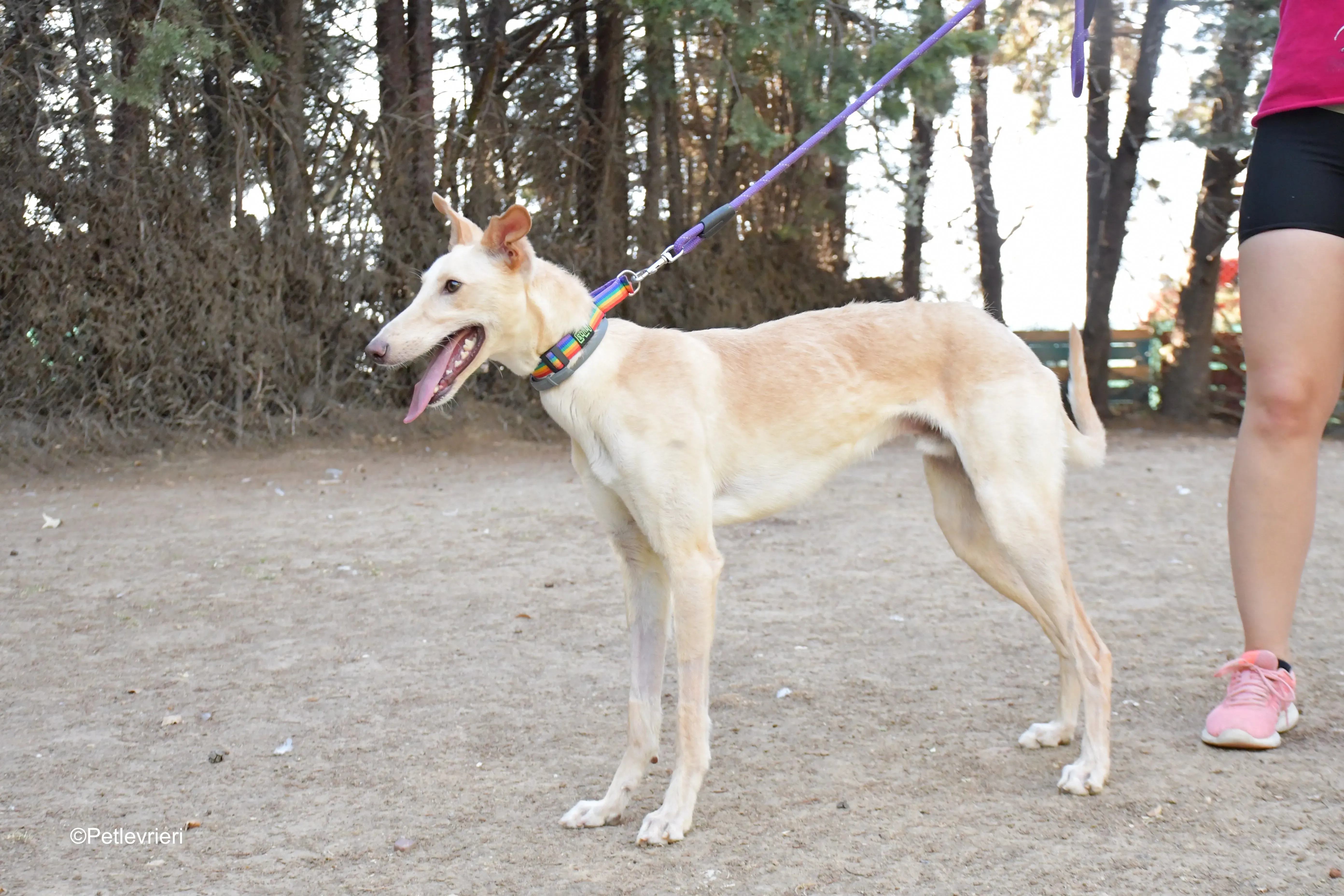 troy adozione levrieri galgo 8