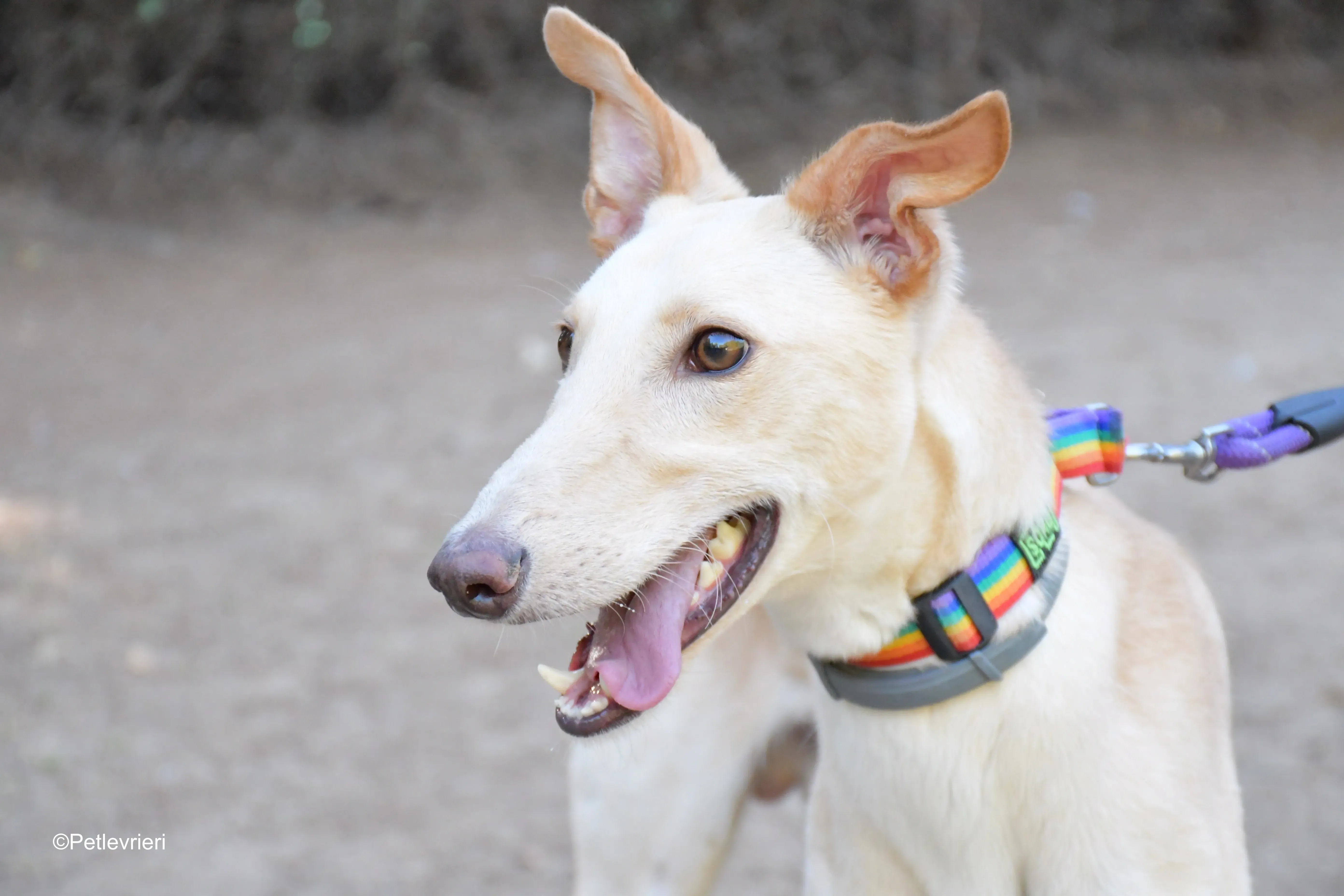 troy adozione levrieri galgo 9