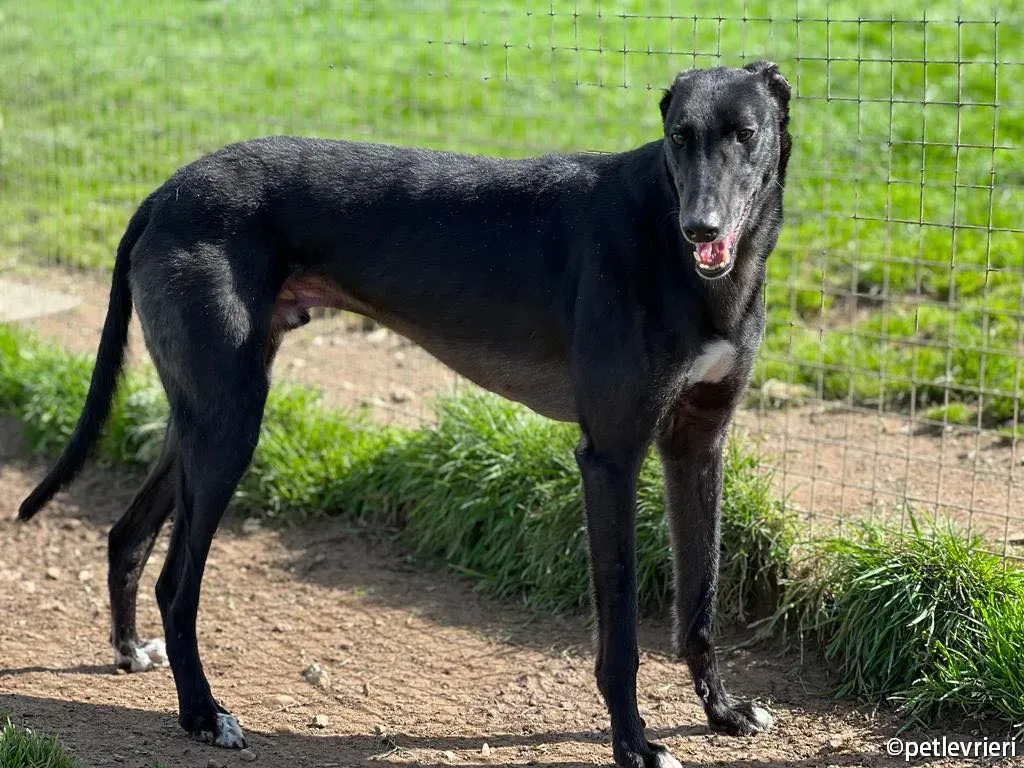 troy greyhound adozione petlevrieri 01