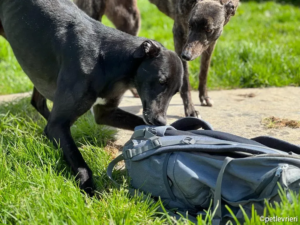 troy greyhound adozione petlevrieri 02