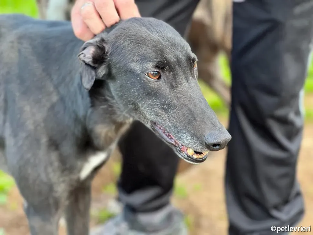 troy greyhound adozione petlevrieri 03