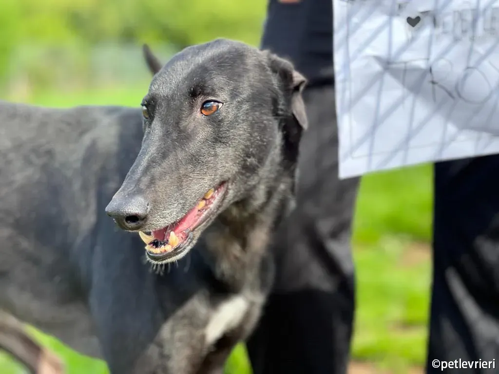 troy greyhound adozione petlevrieri 04