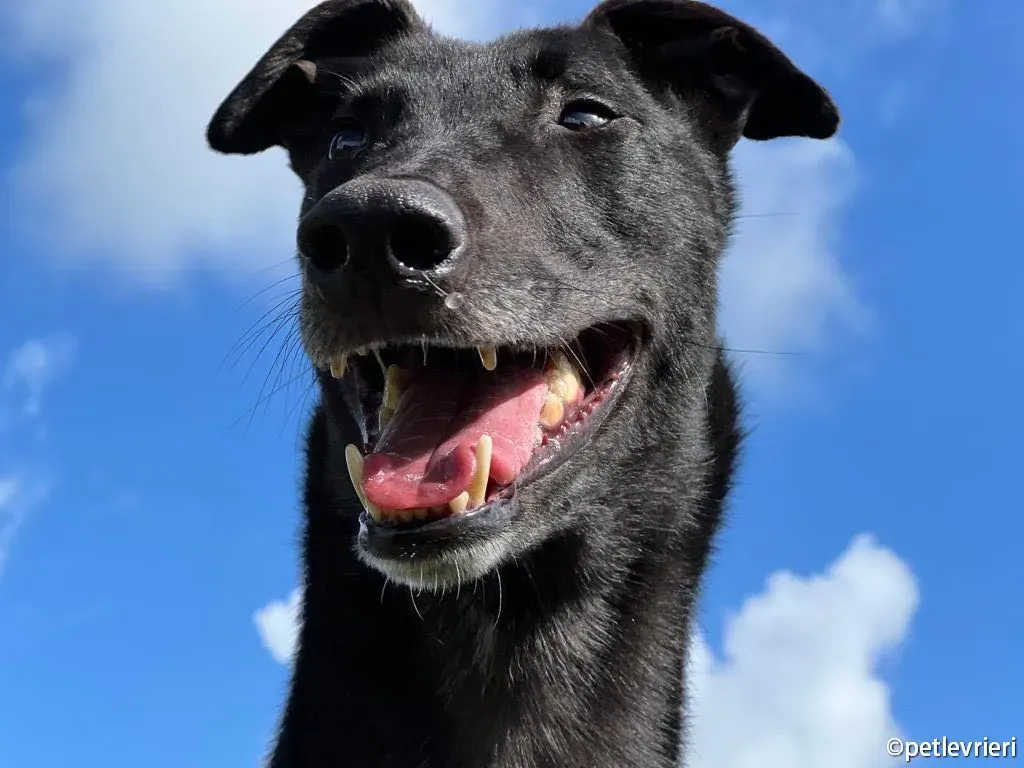 troy greyhound adozione petlevrieri 05